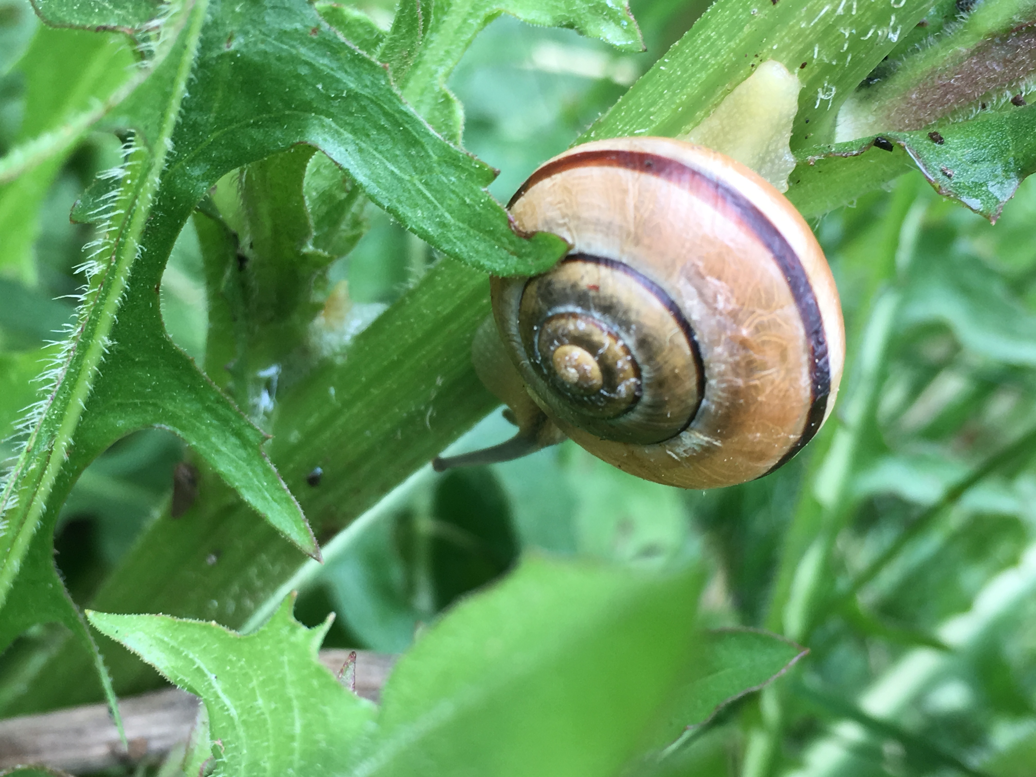 Snails, Evolution, Exctinction and... um, Un-Extinction ...