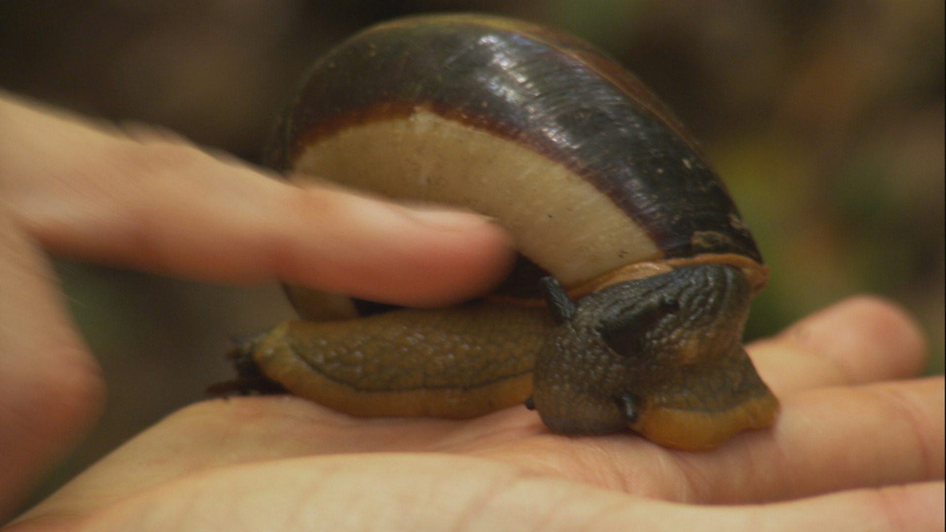 Giant Snail in Vietnam | Travel Channel