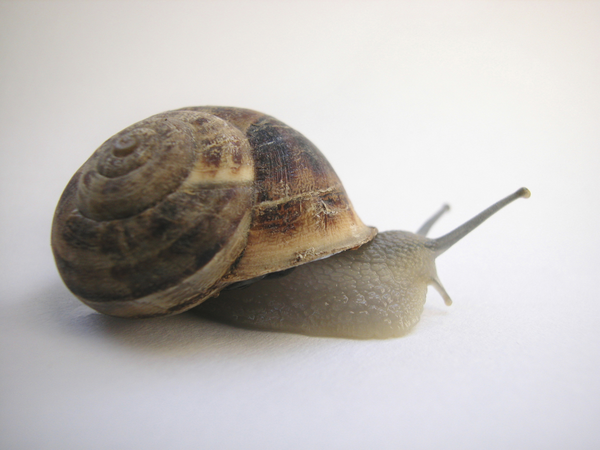How to Care for a Periwinkle Snail | Animals - mom.me