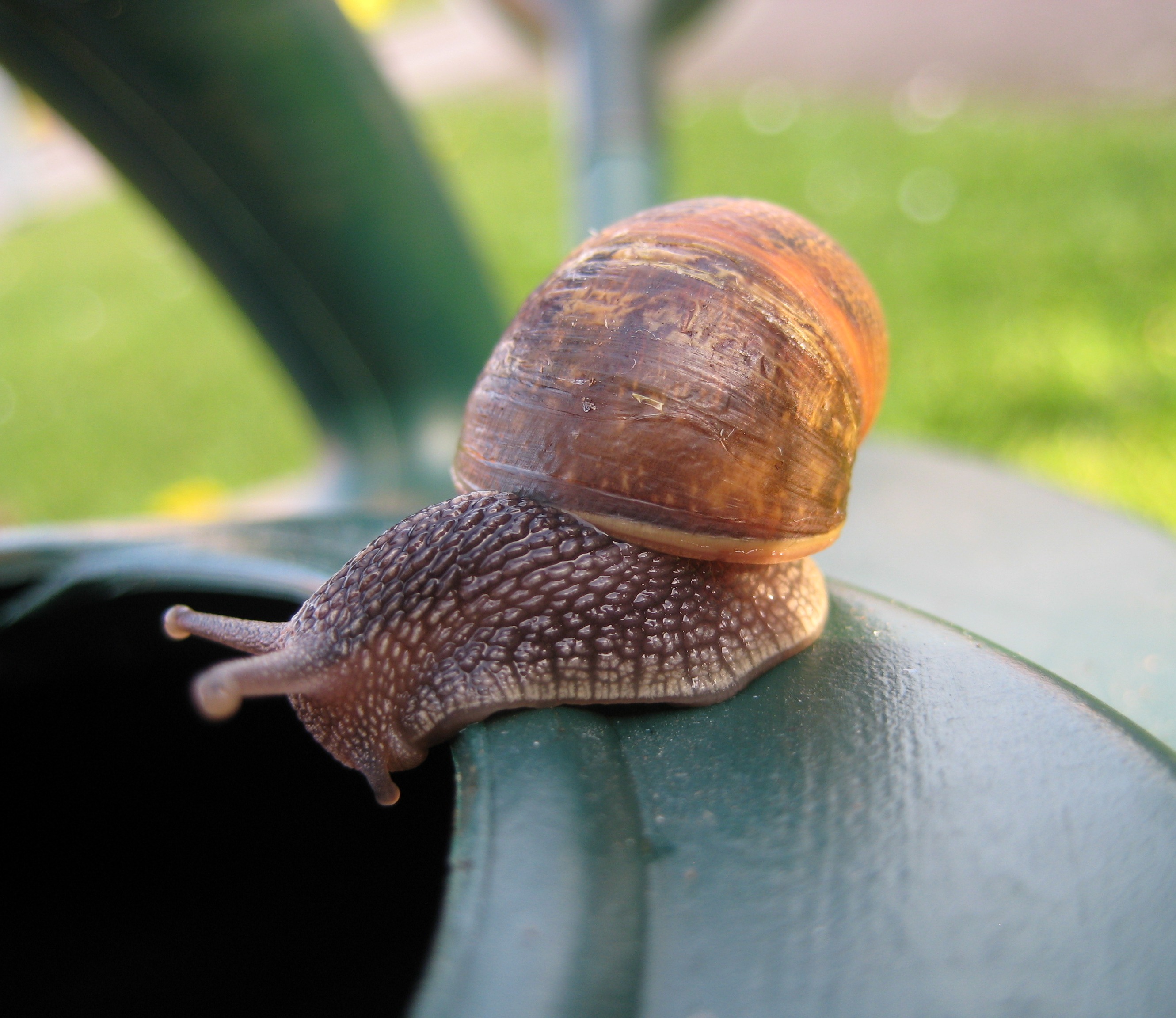 Snails - Pests as Pets Part 4 | Rentokil South Africa