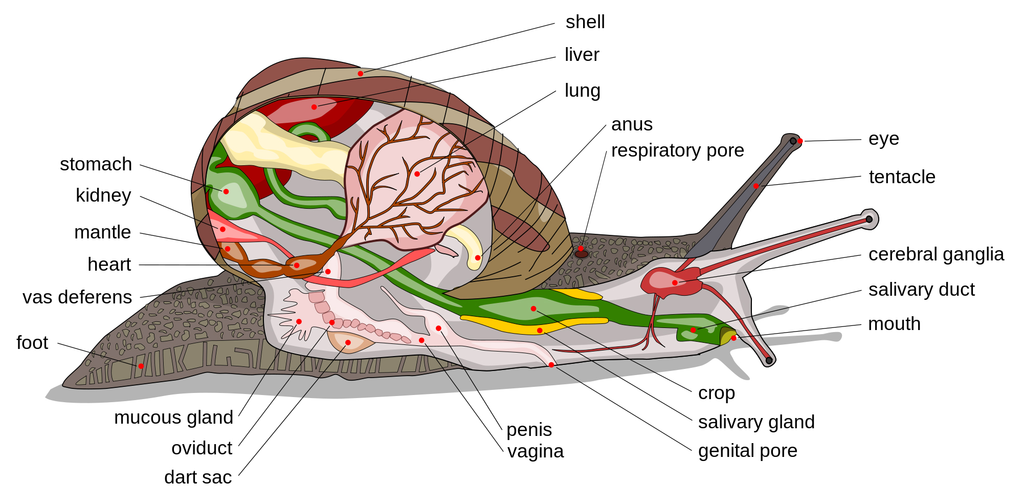 Slug and Snail Anatomy