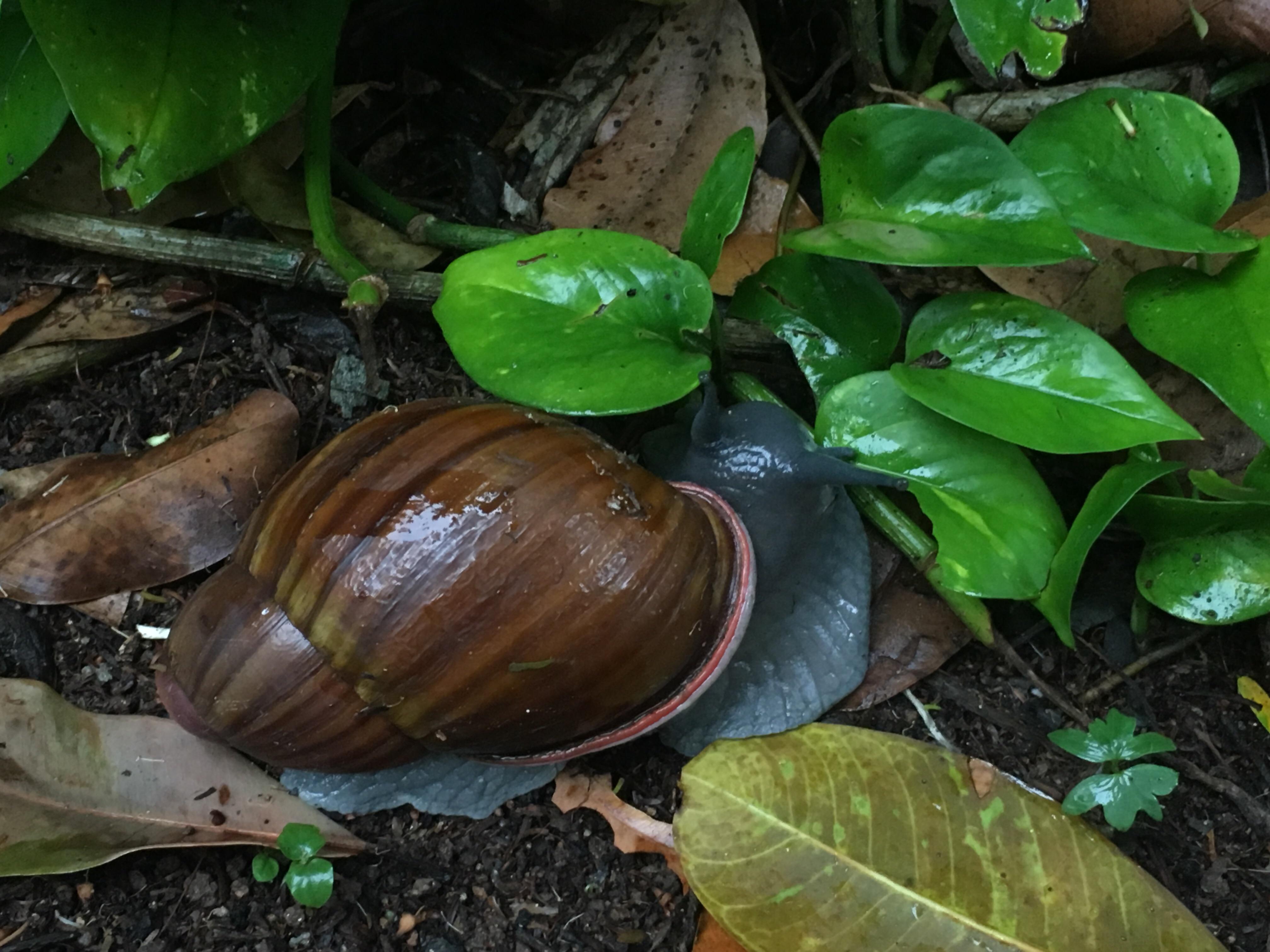 Help ID please! Probably a giant african snail but it doesnt look ...