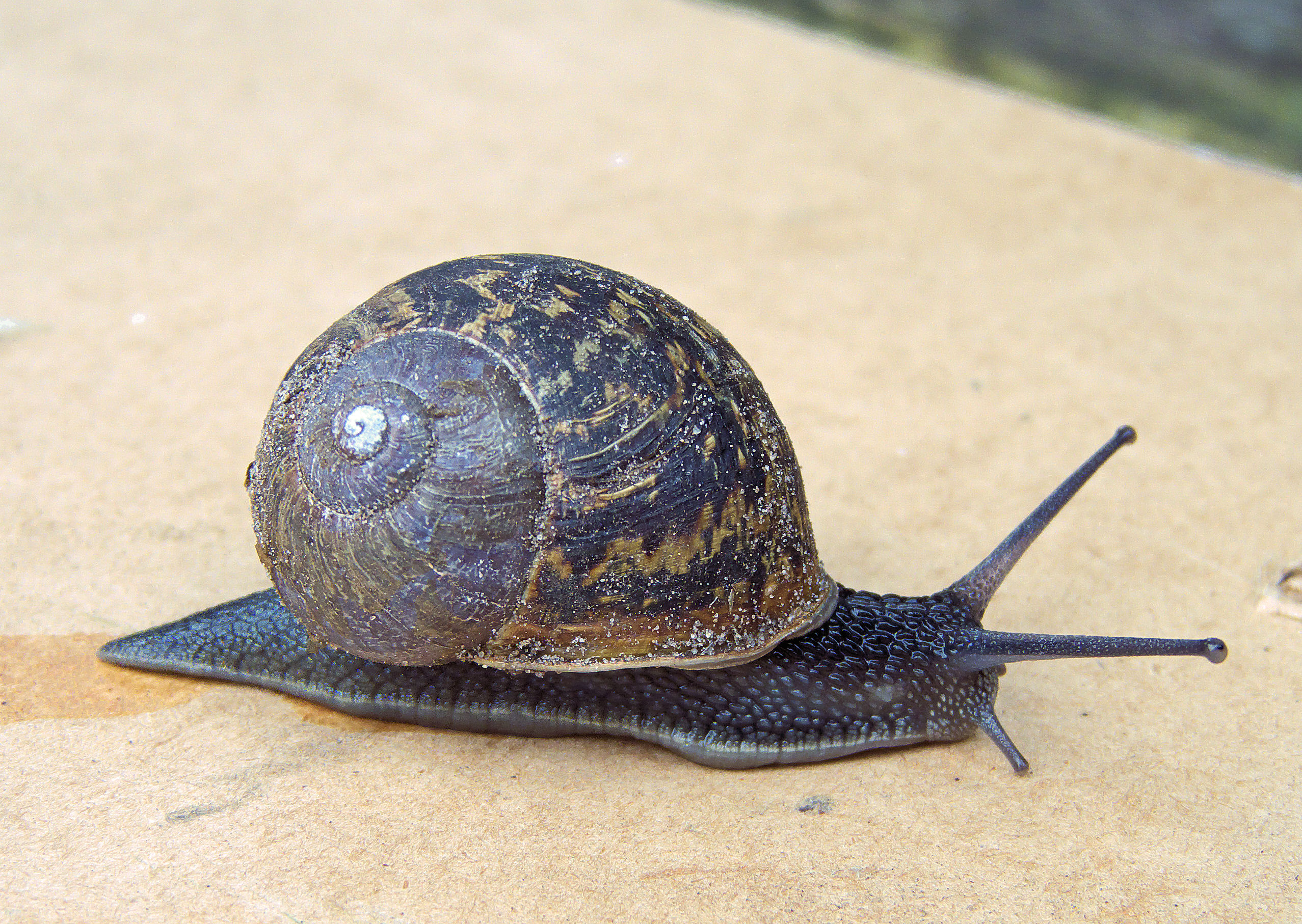 Facts about Snail Slime - New Delhi Times - India's Only ...