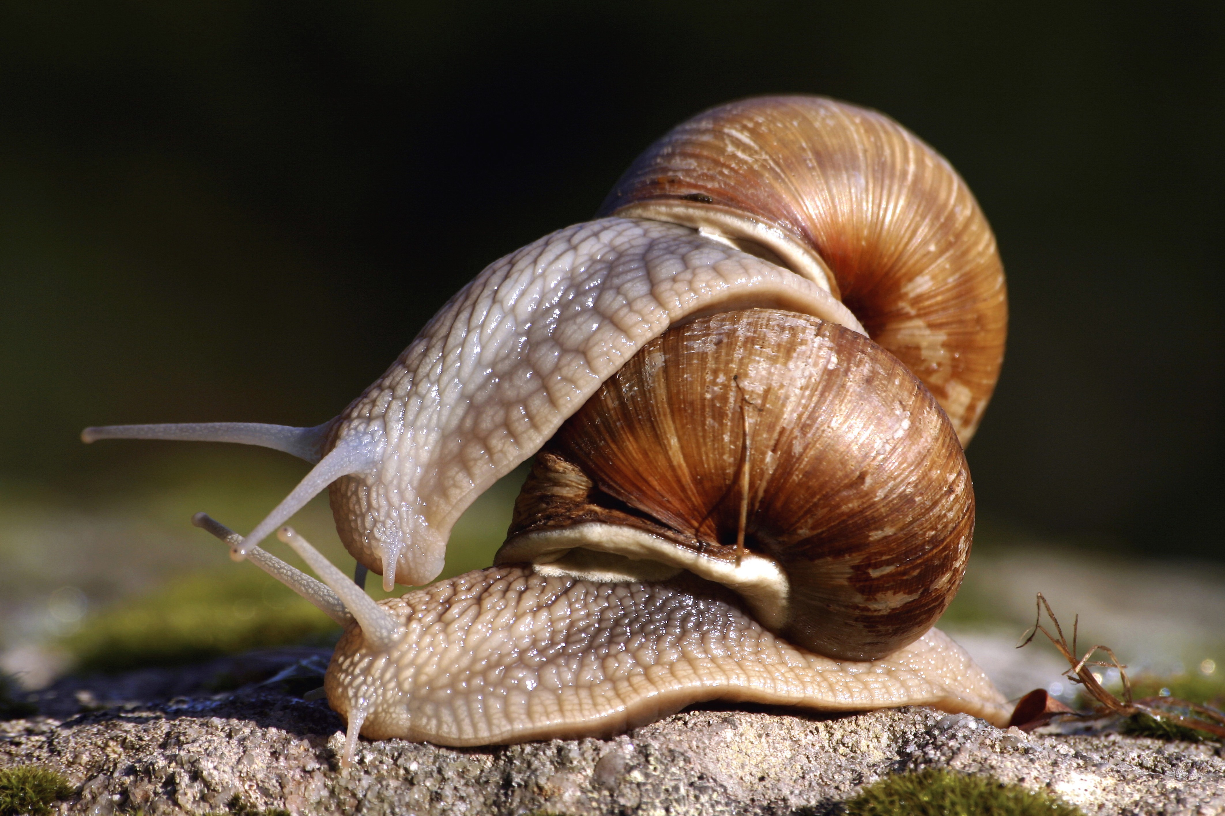 What Do Snails Think About When Having Sex? – Phenomena: Curiously ...