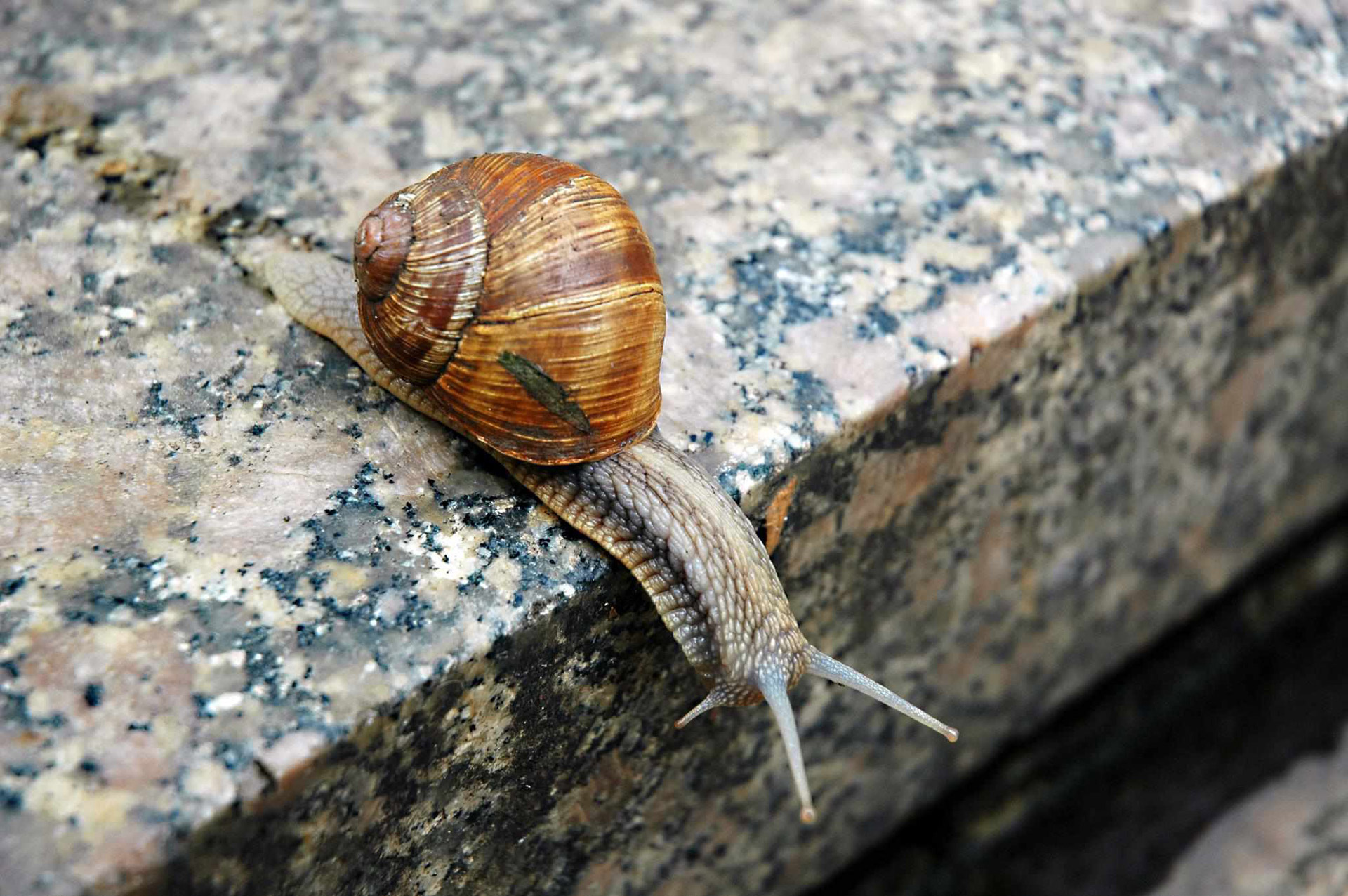 Snail Free Stock Photo - Public Domain Pictures
