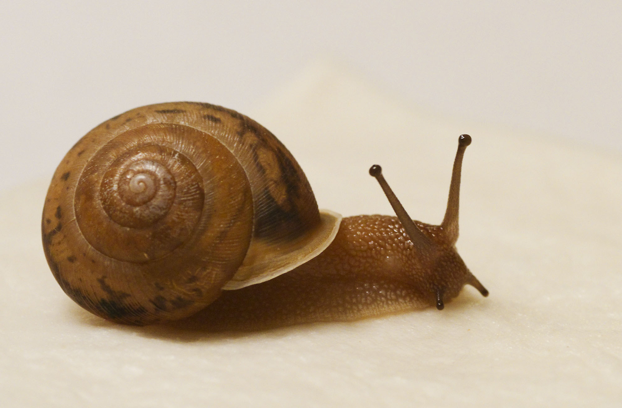 Kathryn Perez — Land snails