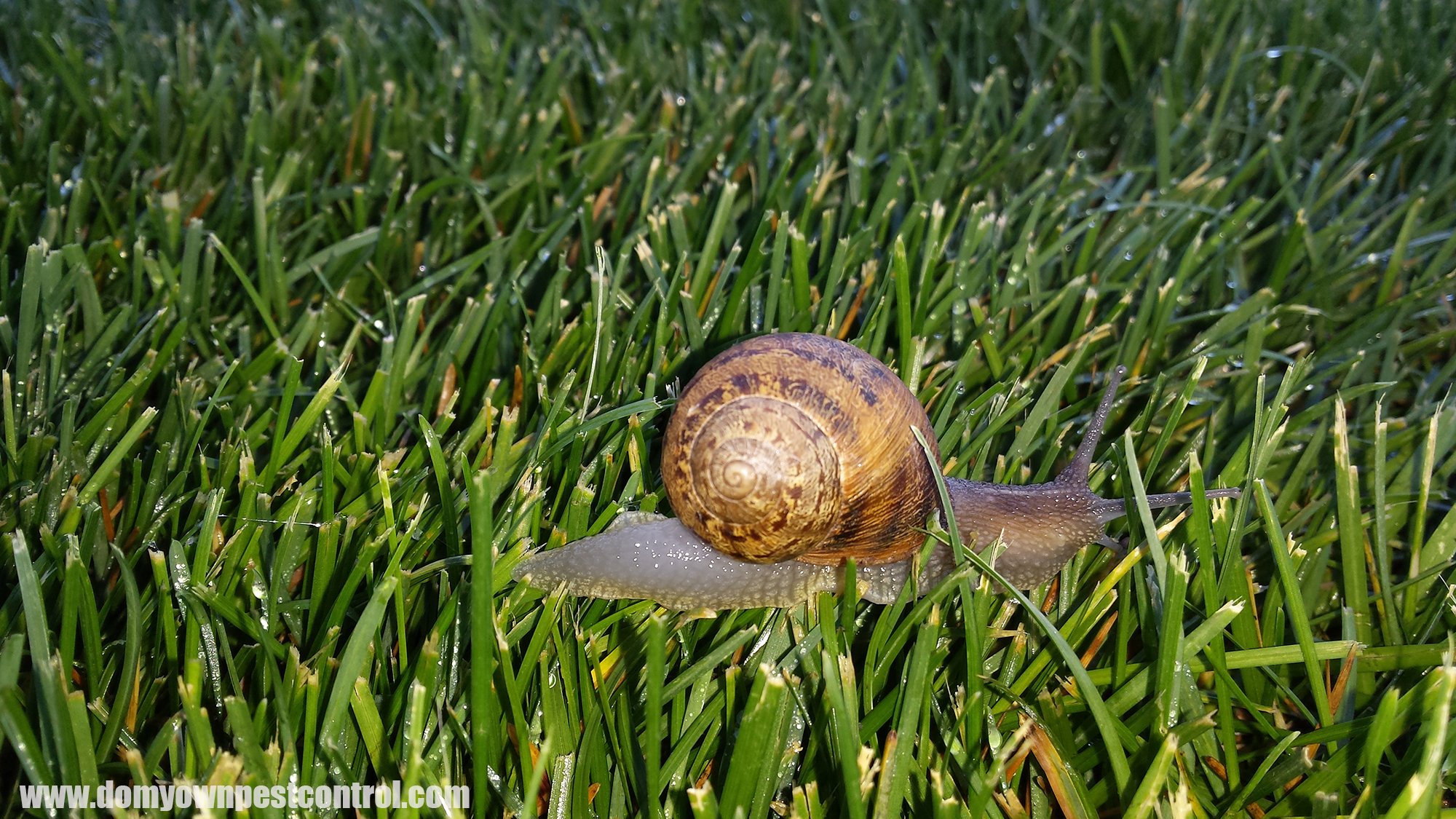 Snail & Slug Control Bait - Getting Rid of Garden Snails & Slugs ...