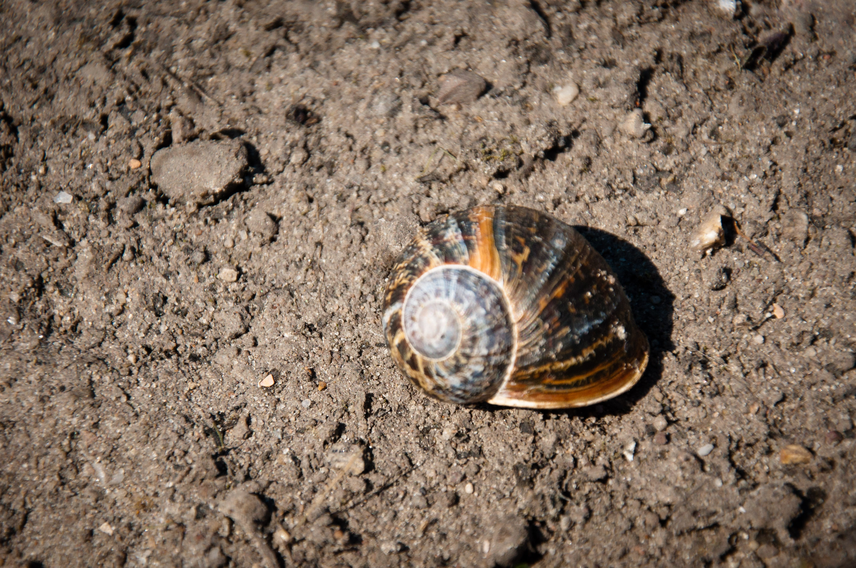 Snail photo