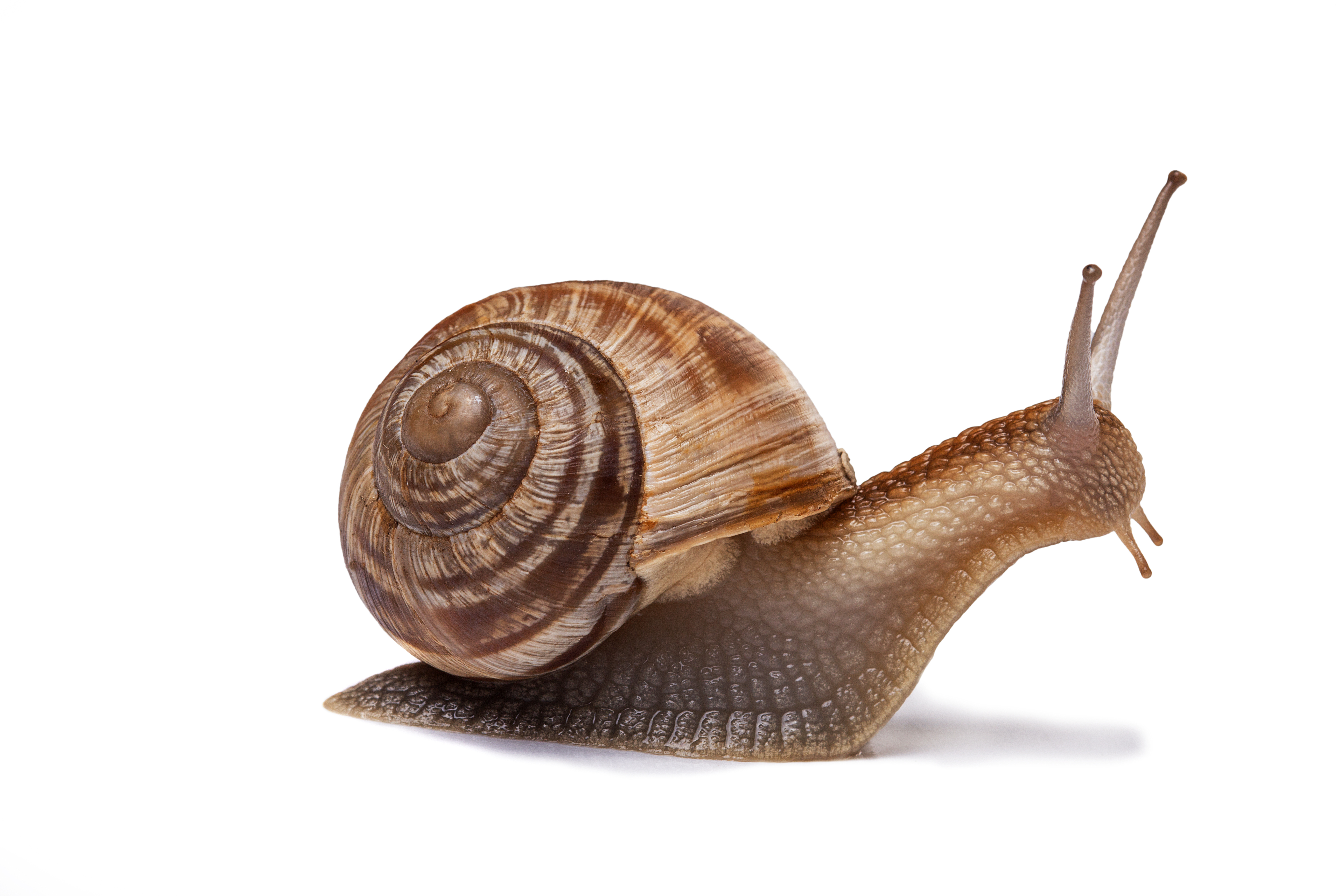 Snail White Background Images | All White Background