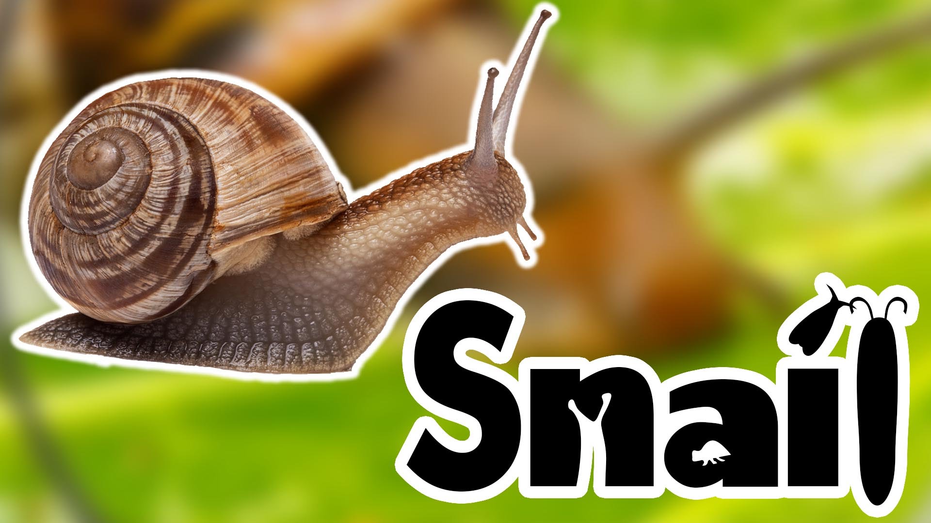 Snails For Kids - YouTube