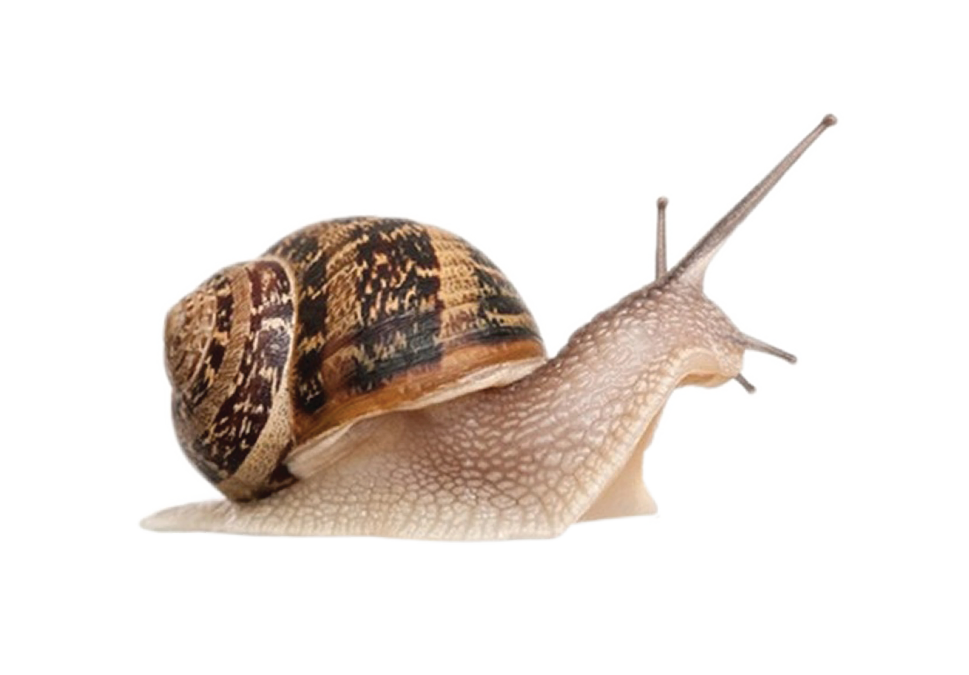 Snail White Background Images | All White Background