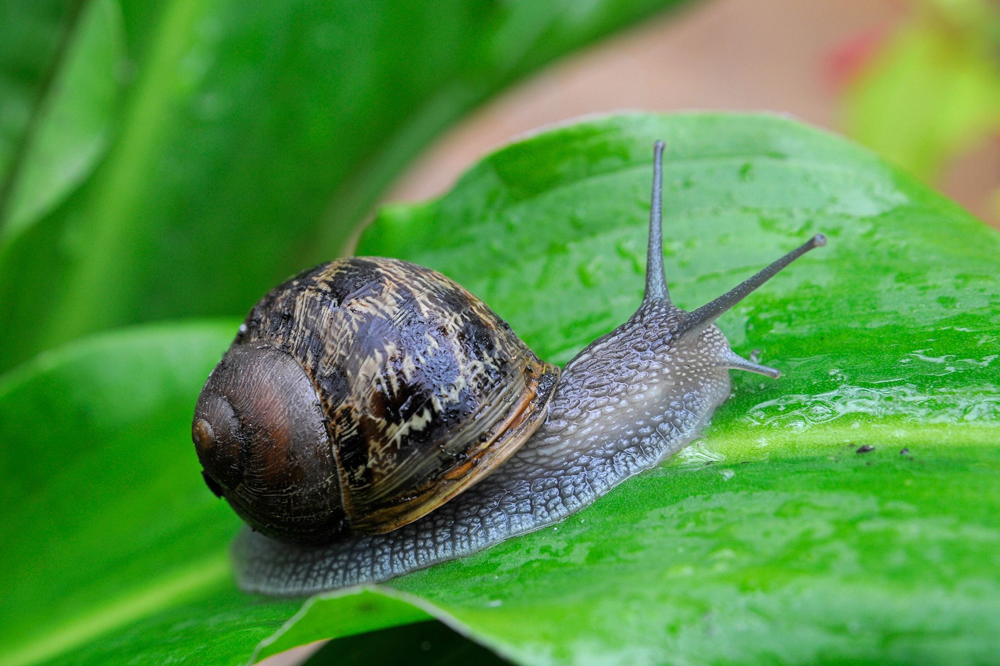 Plant problems: snails | gardenersworld - gardenersworld.com