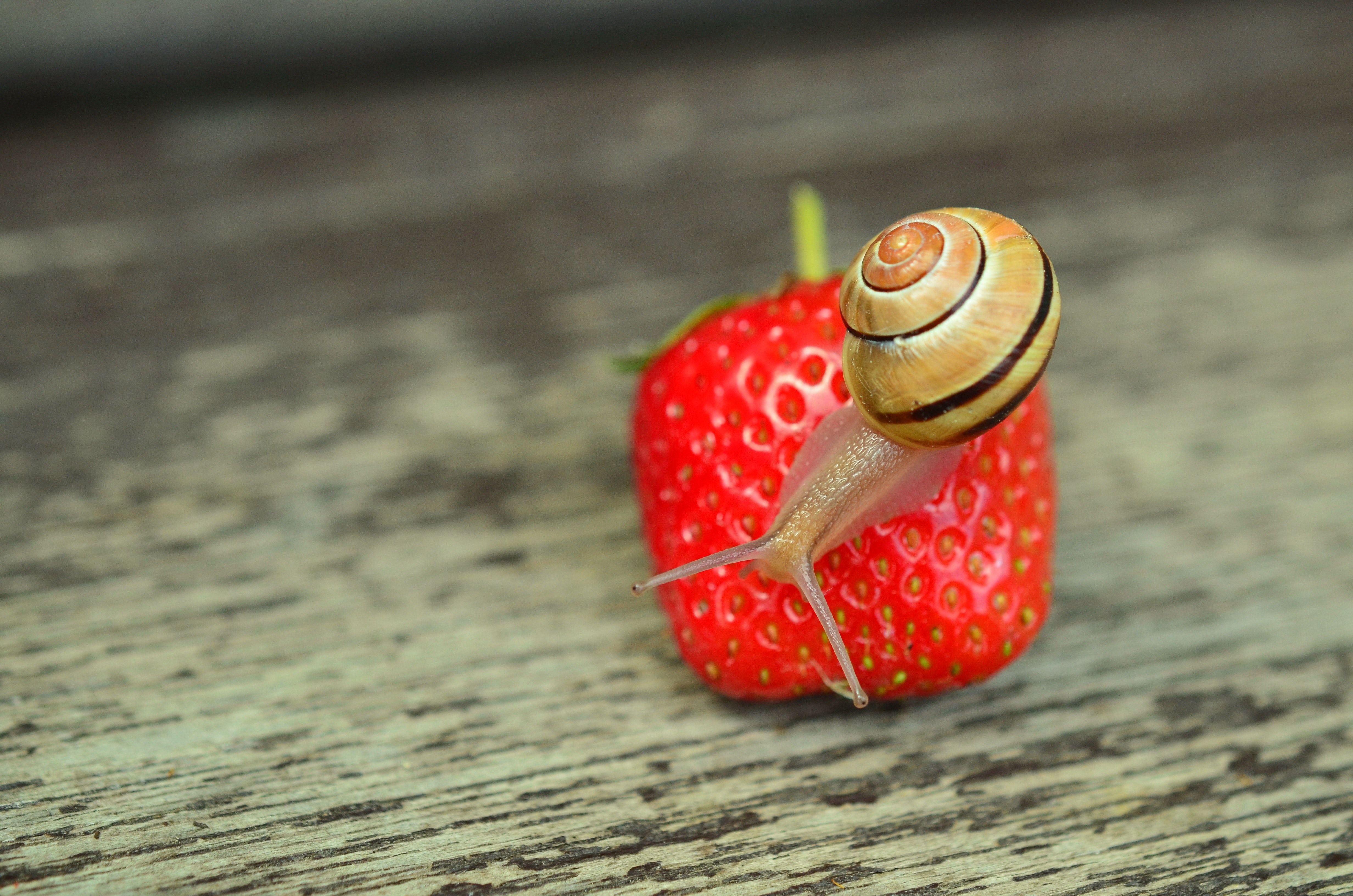 Brown Snail Perched on Strawberry Fruit · Free Stock Photo