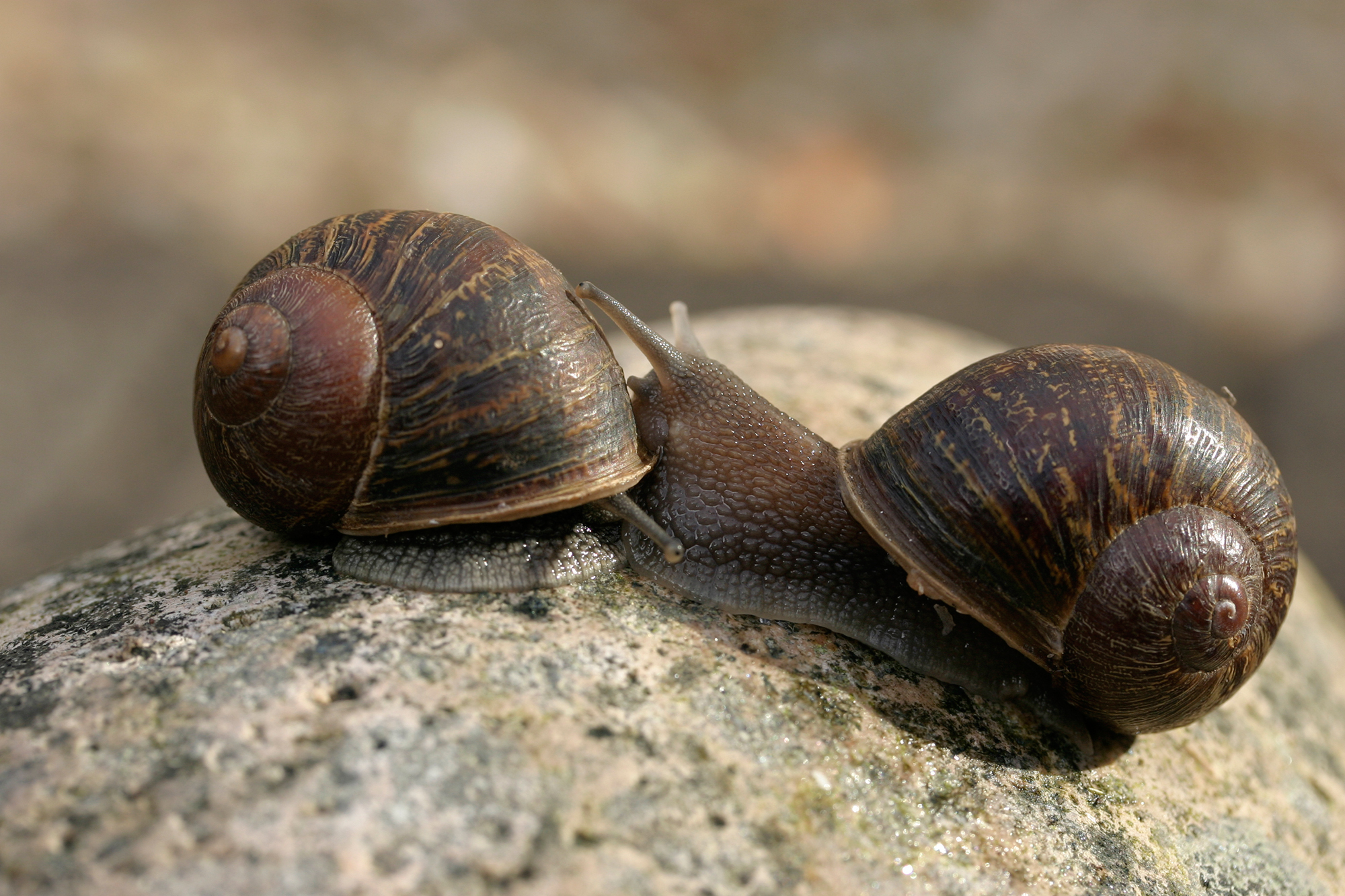 Rare Snail Finds Mate with Counterclockwise Shell | PEOPLE.com