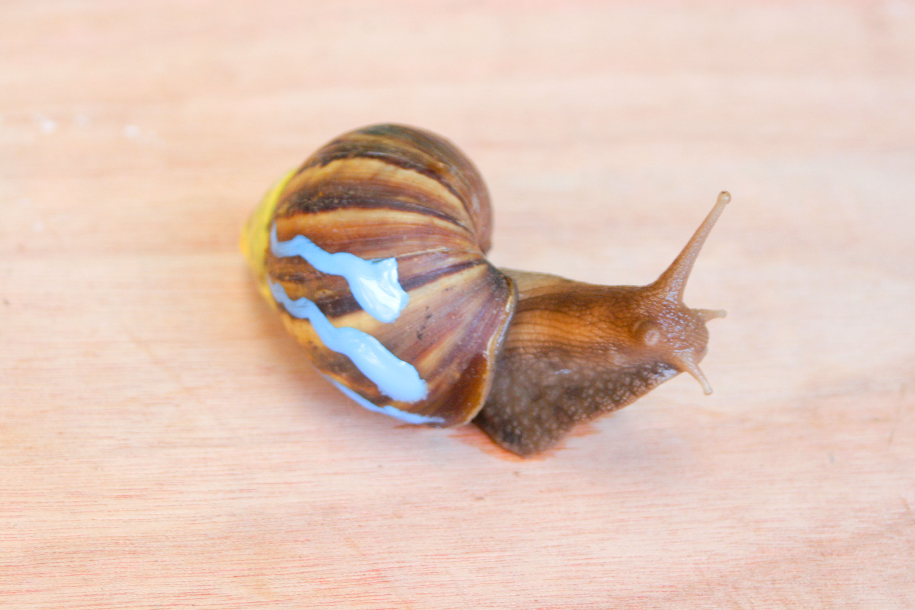 How to Paint a Snail: 8 Steps (with Pictures) - wikiHow