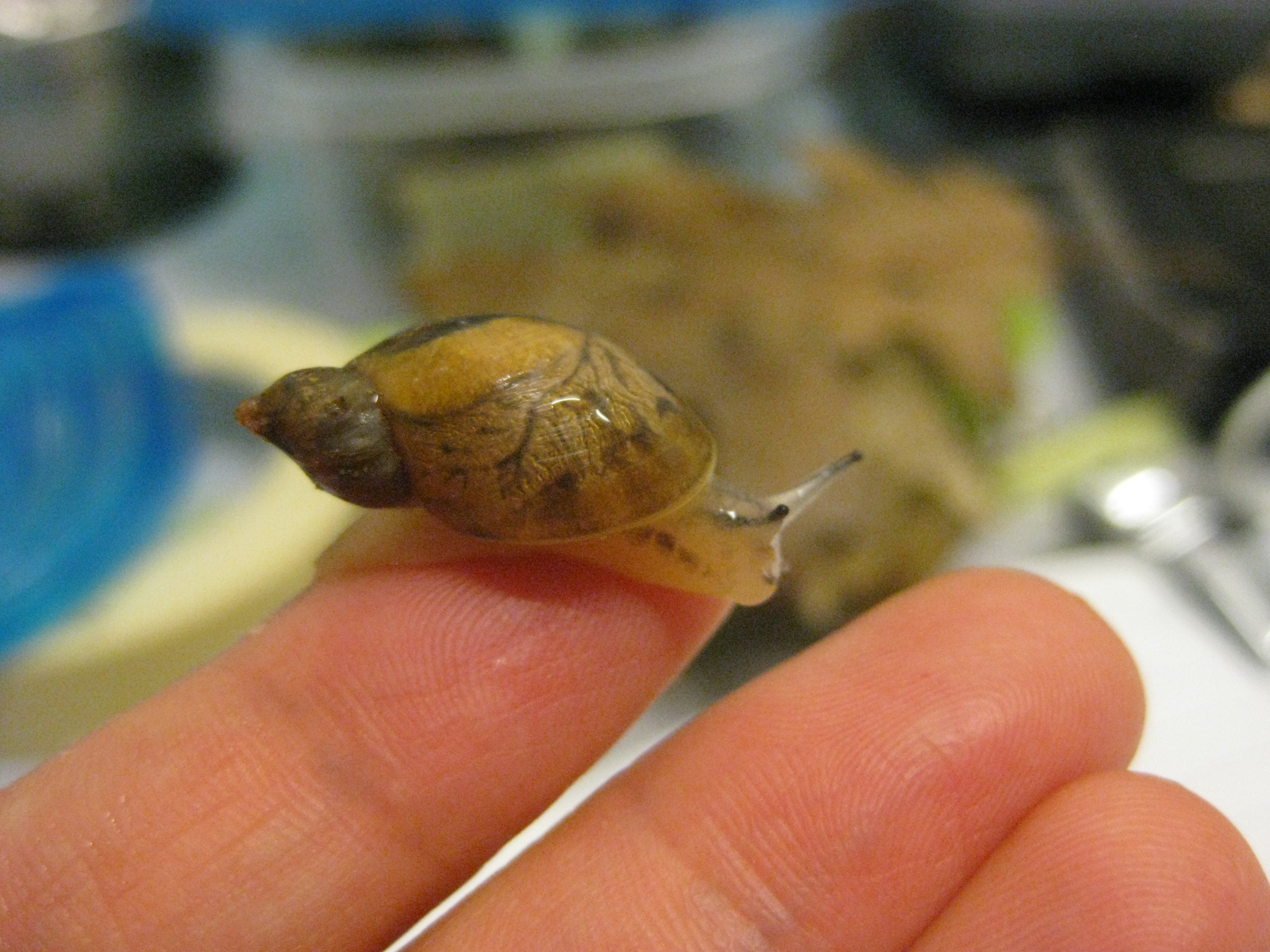 Chittenango Ovate Amber Snail | Endangered Species | Ecological ...