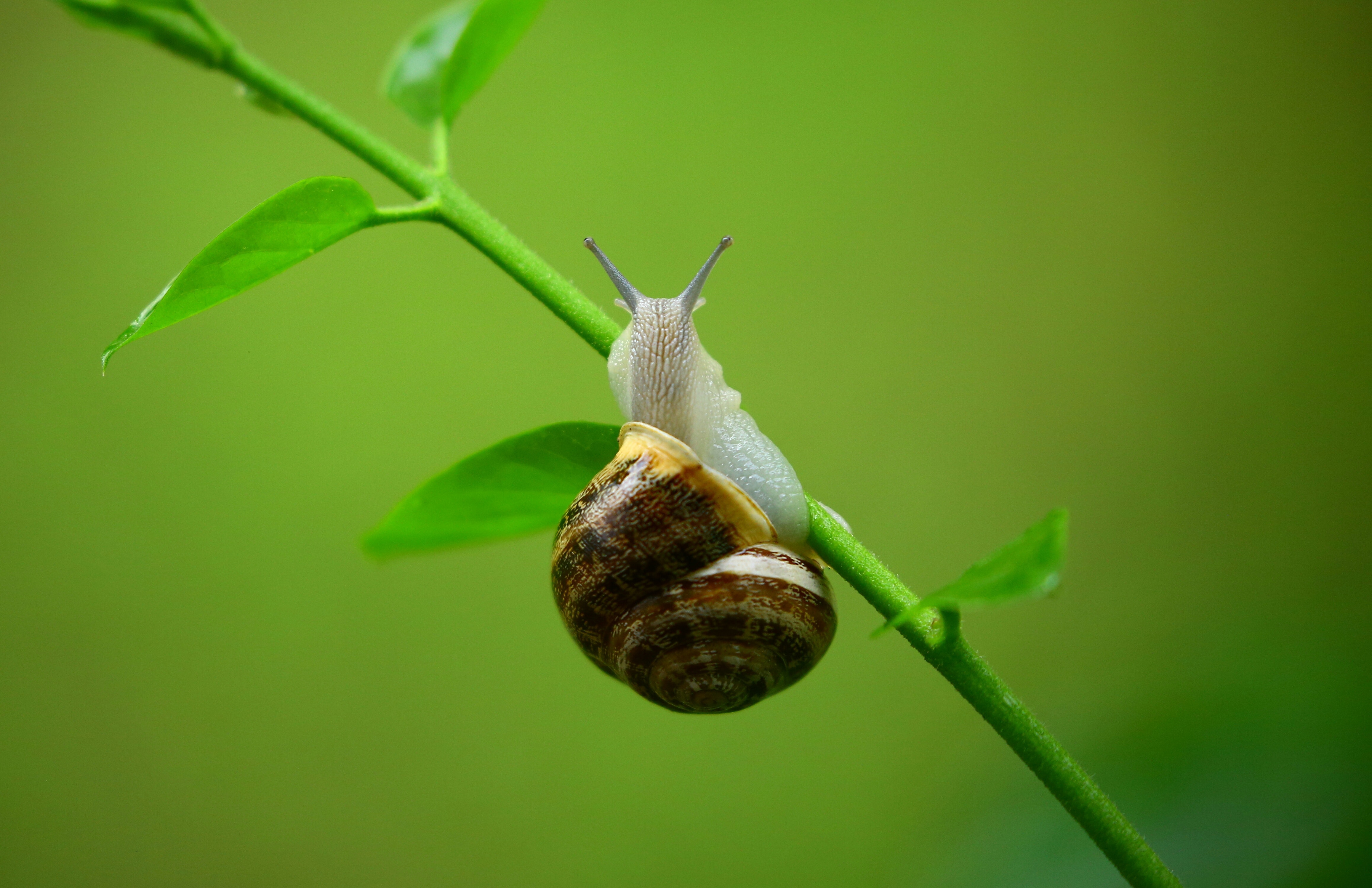 50+ Engaging Snail Photos · Pexels · Free Stock Photos