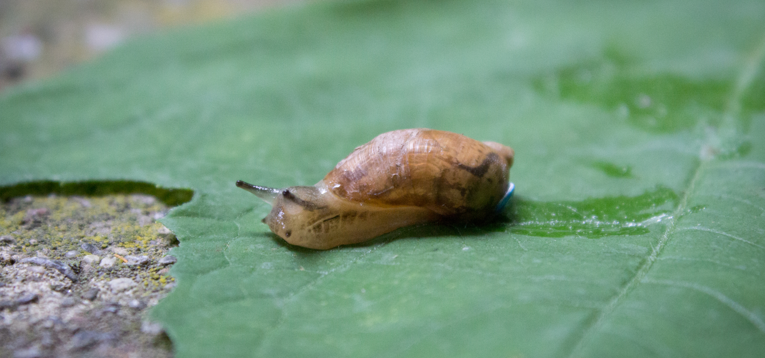 What a big flood means for a little snail at Chittenango Falls ...