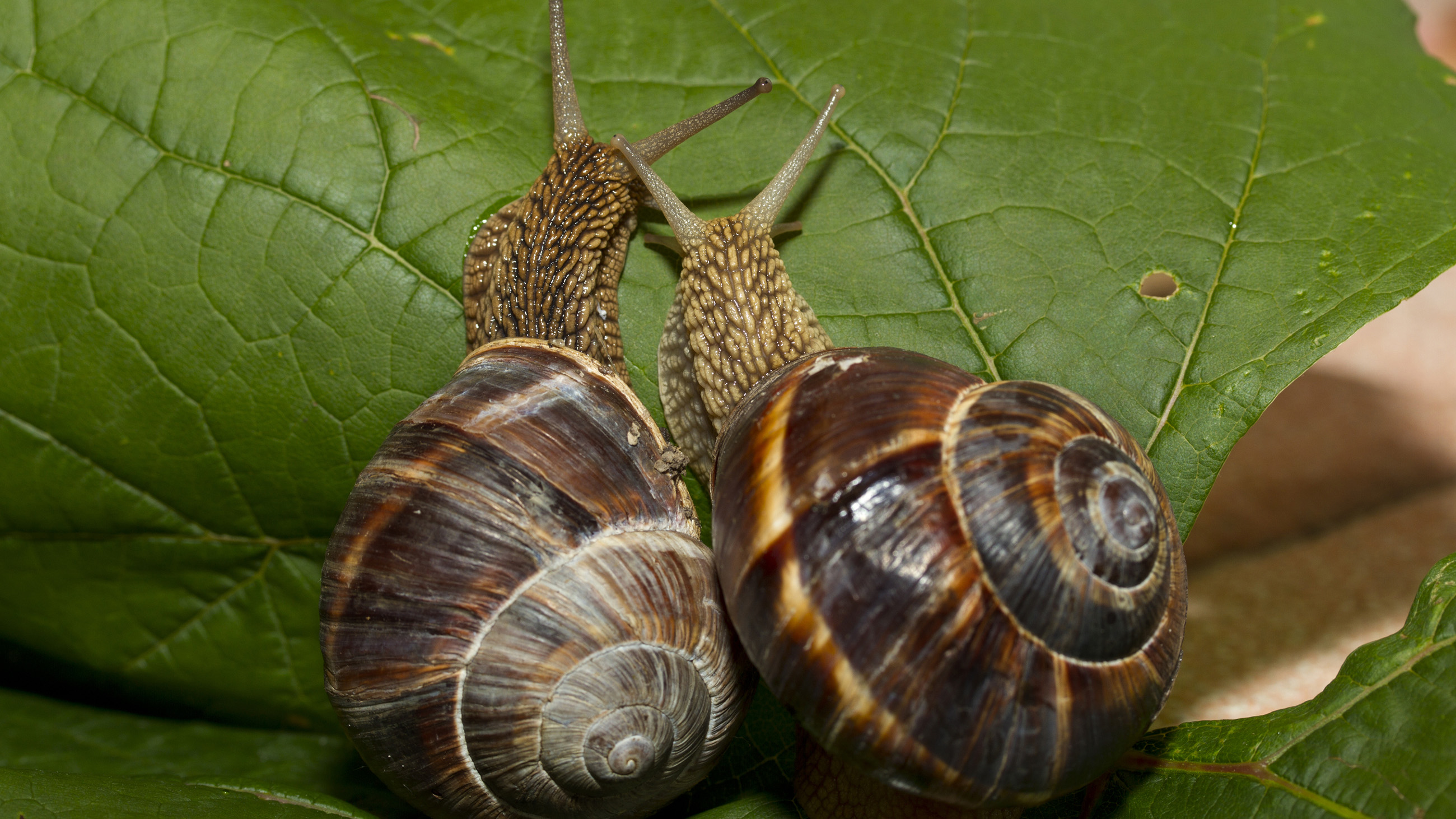 Abstracts: Snails in Love, Election Polls, Speedy Bats, and More