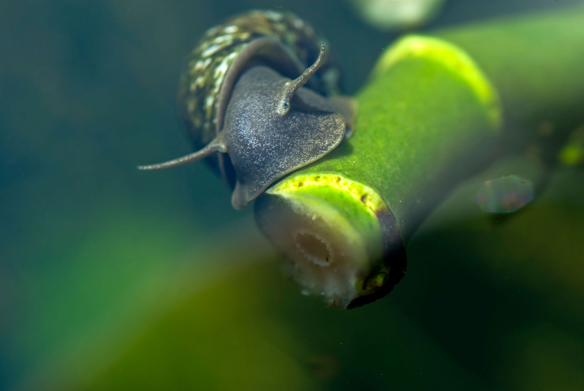 Trauma and Dementia Patients Could Be Helped by Great Pond Snail ...
