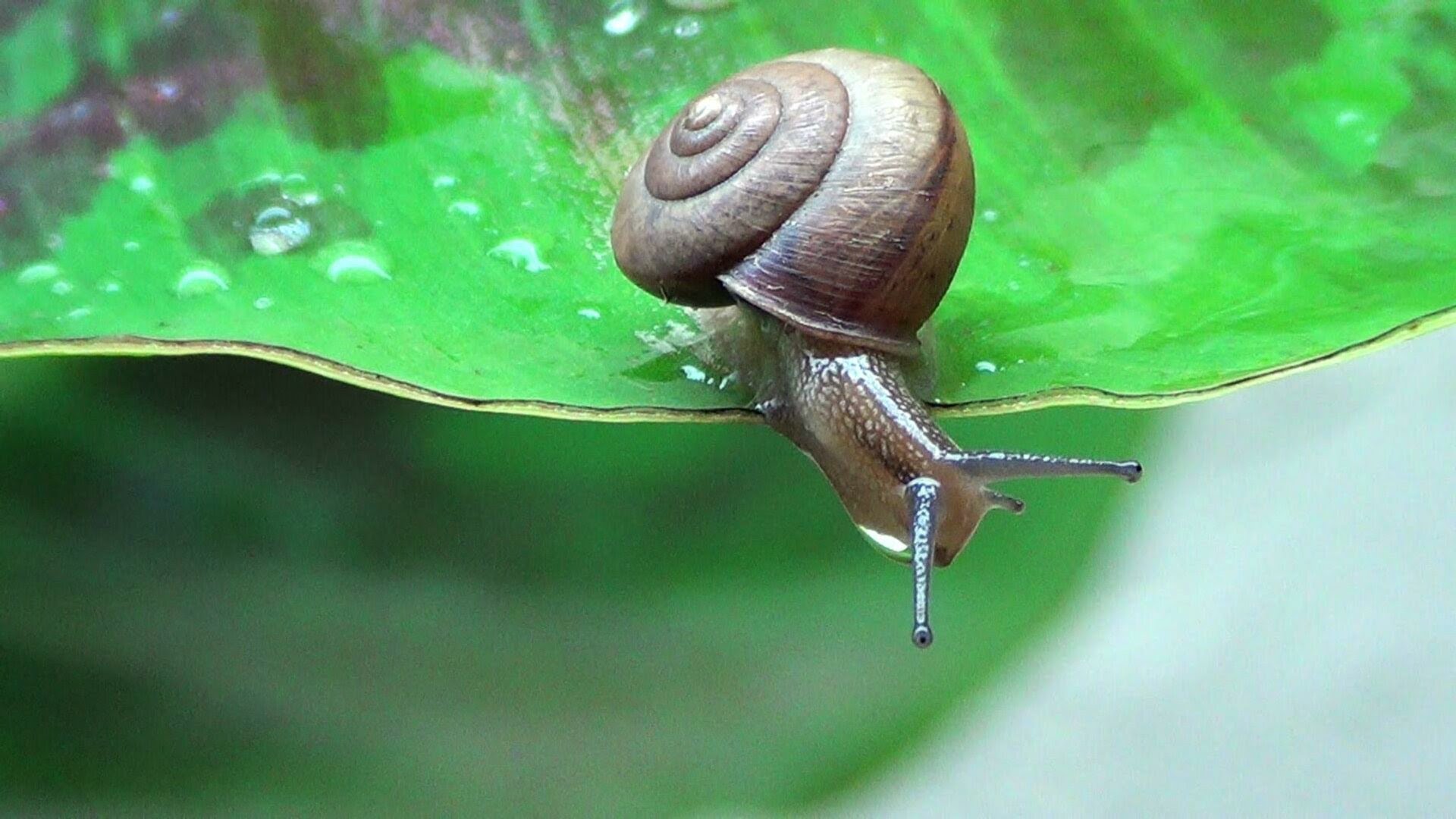Cute funny snails! 1080p!! - YouTube