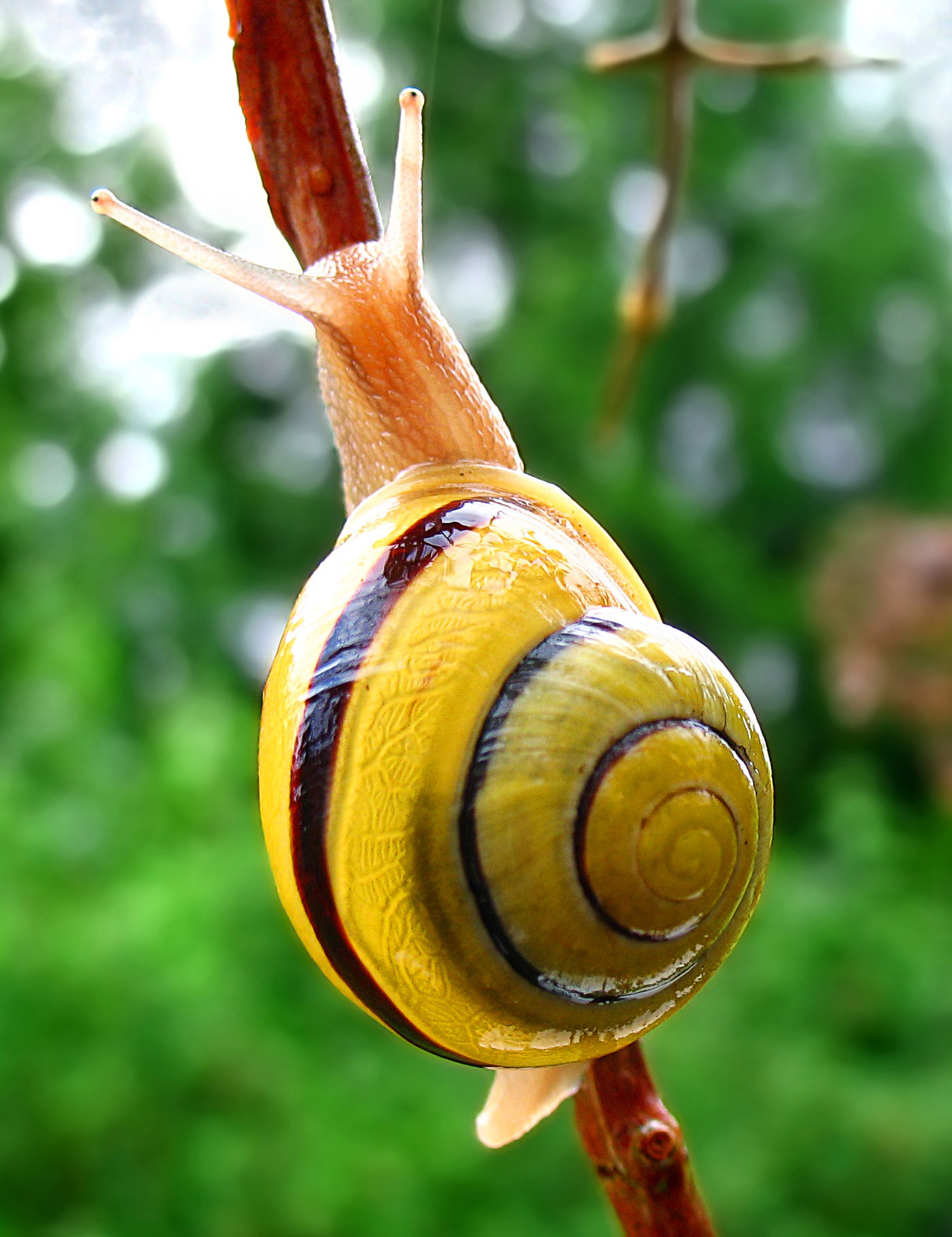 Grove snail - Wikipedia