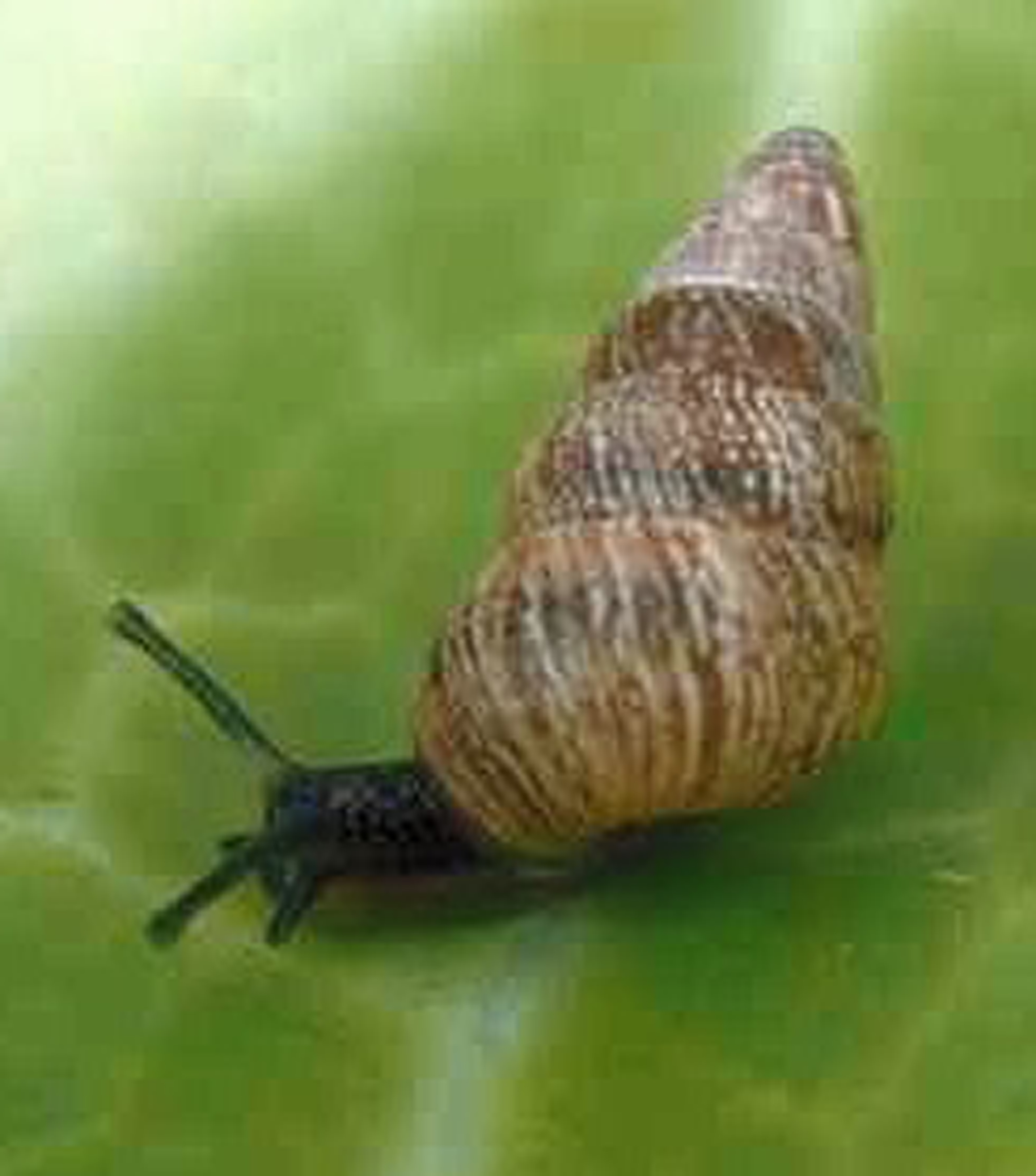 Snail and slug control | Agriculture and Food