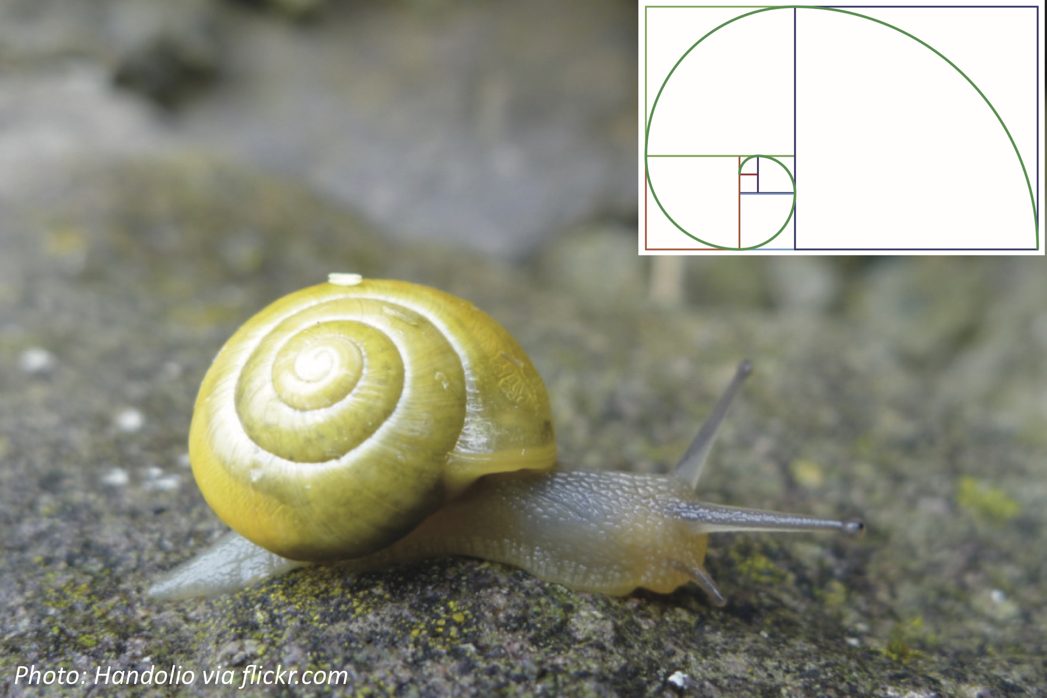 Slow but Super Snails—Bedtime Math—Daily Math