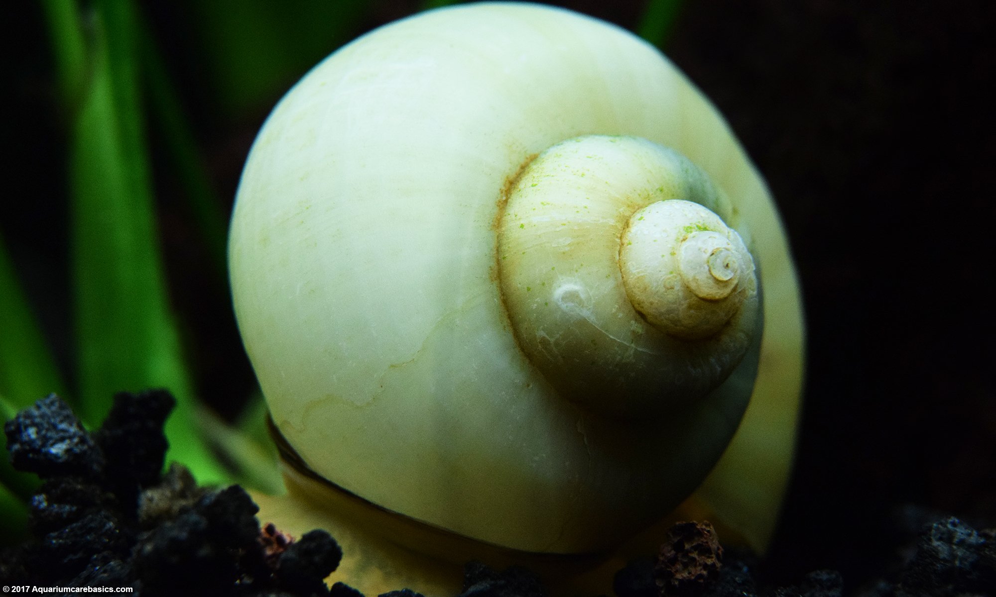 Ivory Snail: Care, Size, Color, Diet, Lifespan & Tank Mates