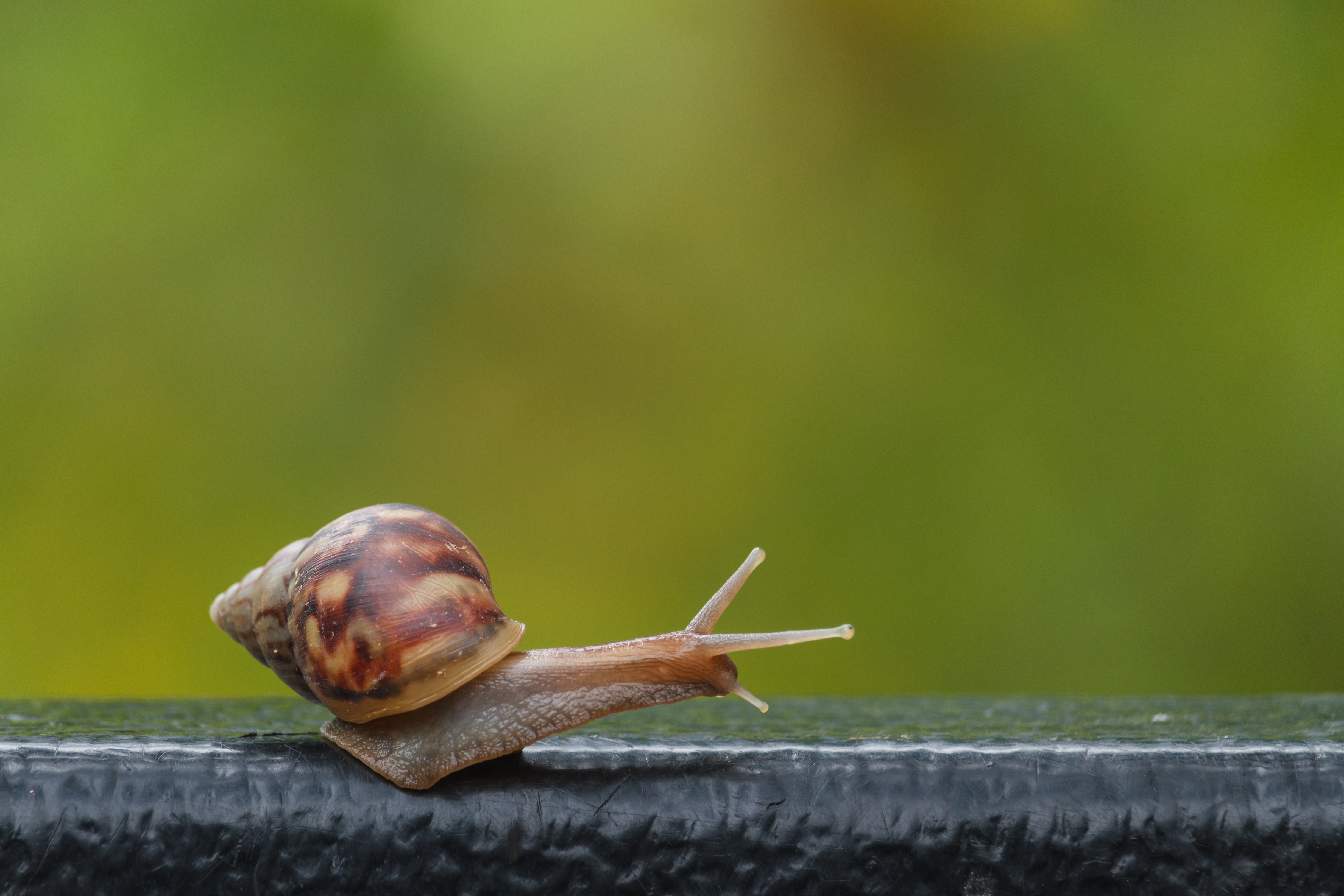 Characteristics of Snails & Slugs | Sciencing