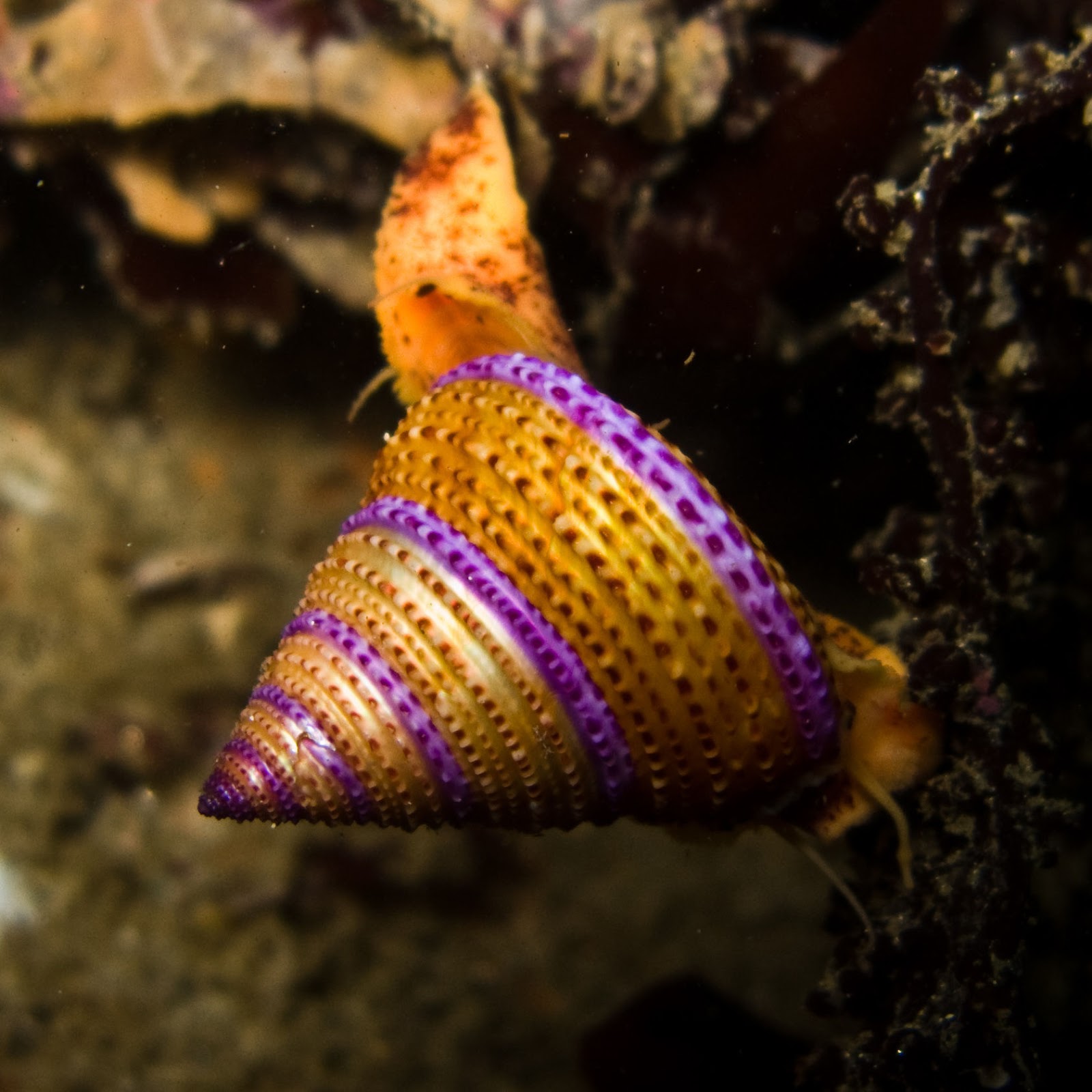Real Monstrosities: Jeweled Top Snail
