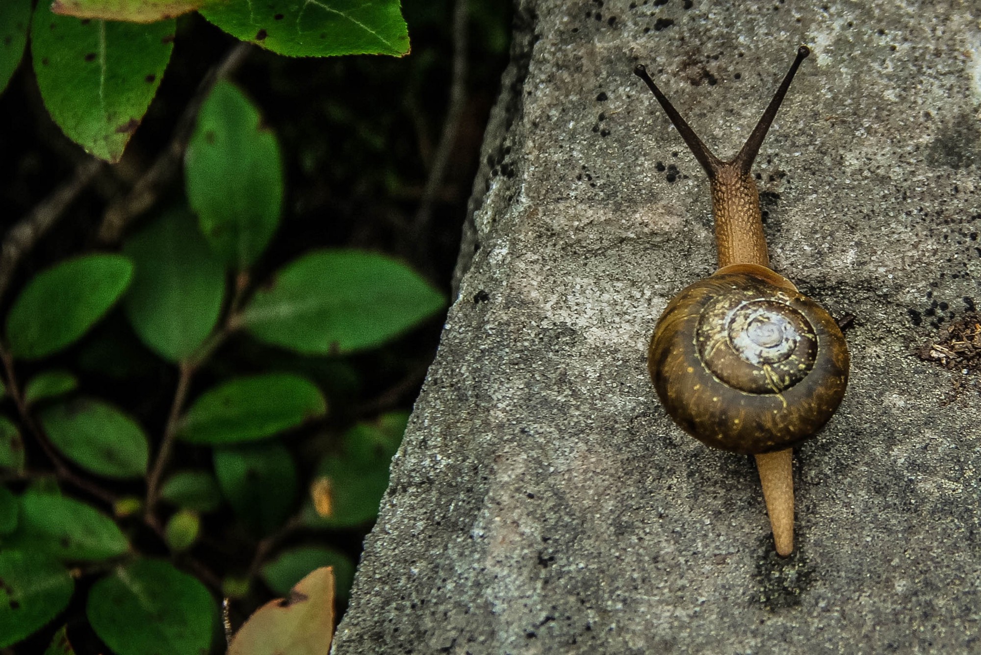 Have a problem? Find a snail. Learn from it. – Noteworthy - The ...