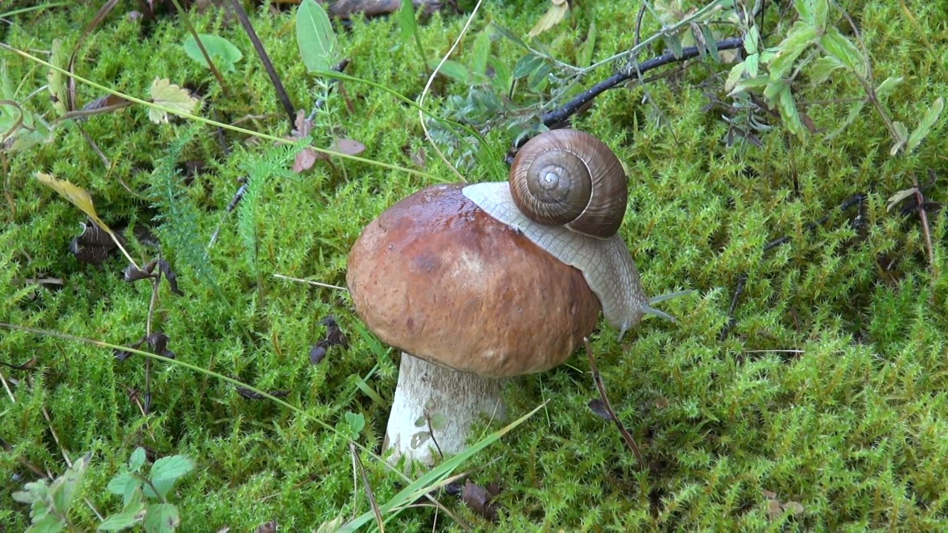 snail on beautiful mushroom boletus in autumn forest Stock Video ...
