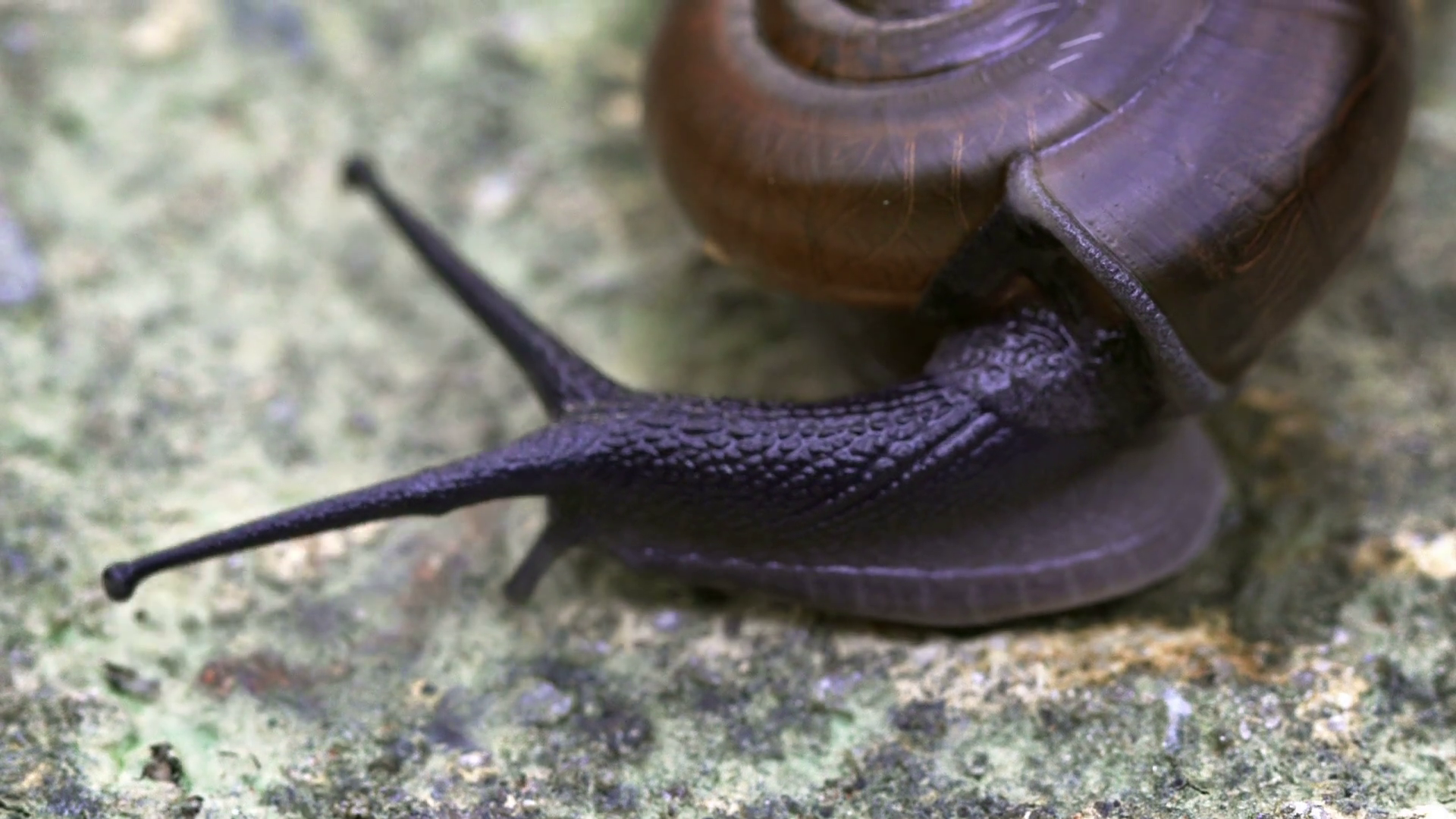 Garden Snail on a Rock in Extreme Closeup. FullHD footage Stock ...
