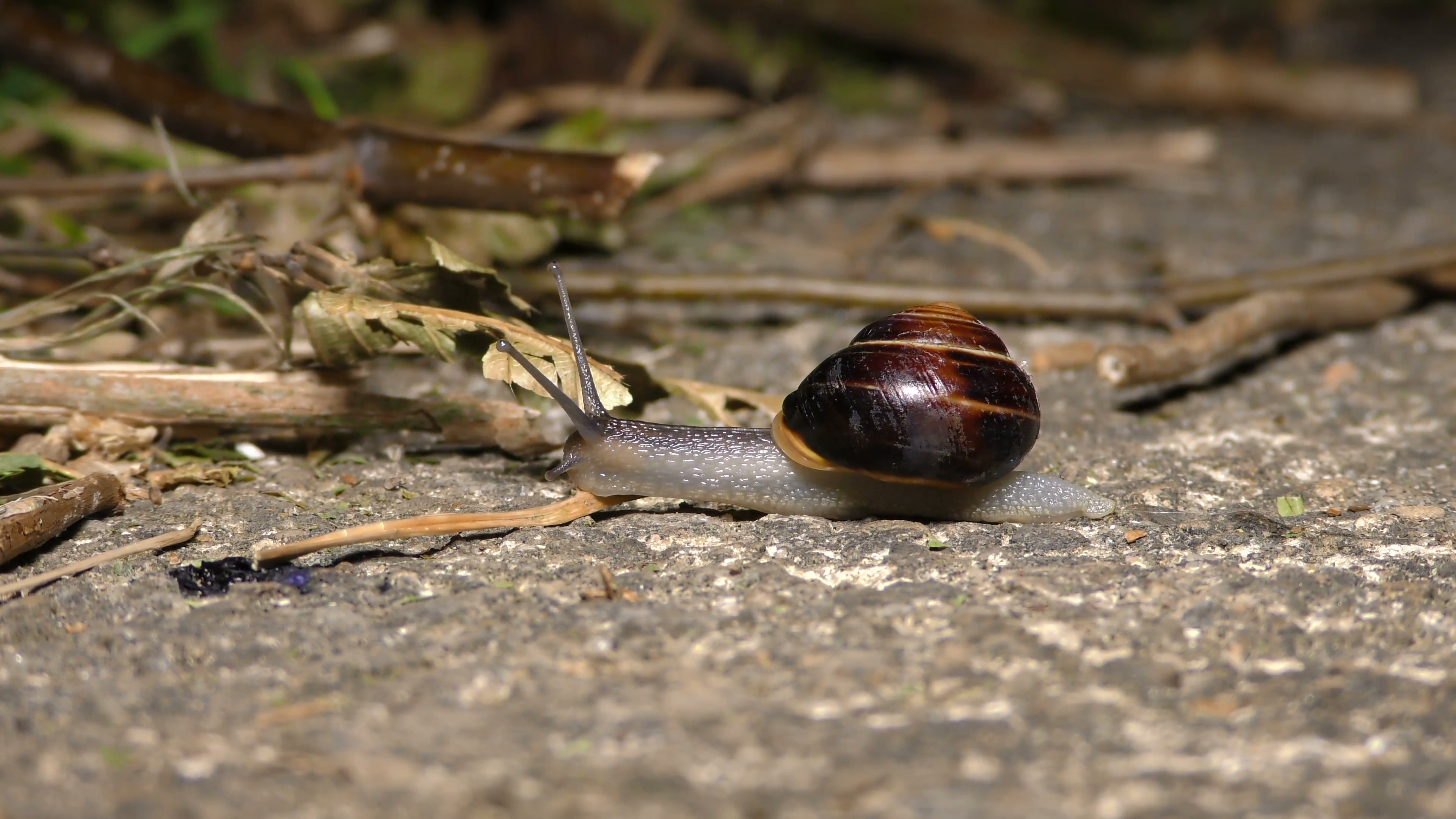 Closeup of Black garden snail Stock Video Footage - Videoblocks