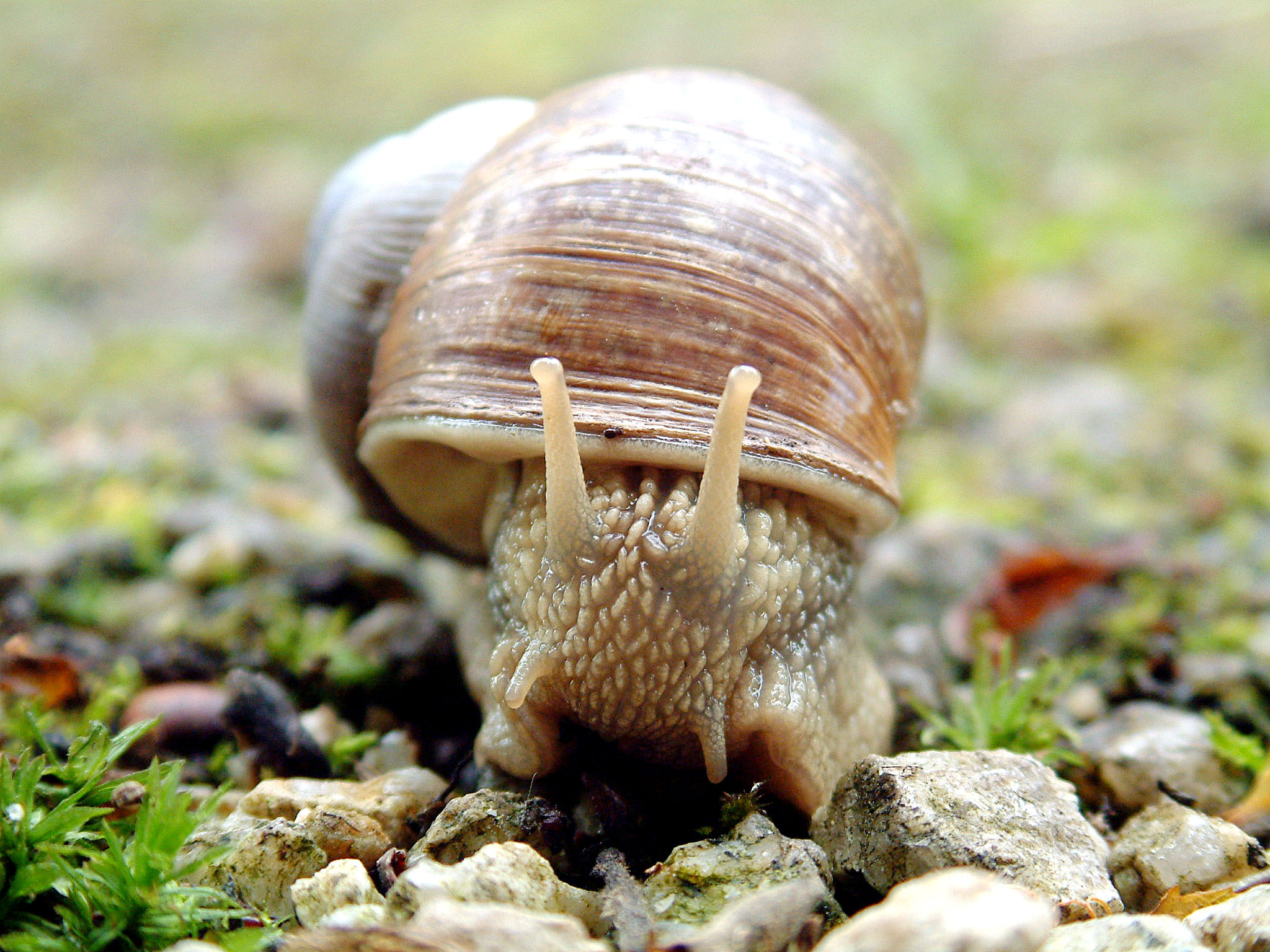 File:Closeup of snail in fishtank.jpg - Wikimedia Commons