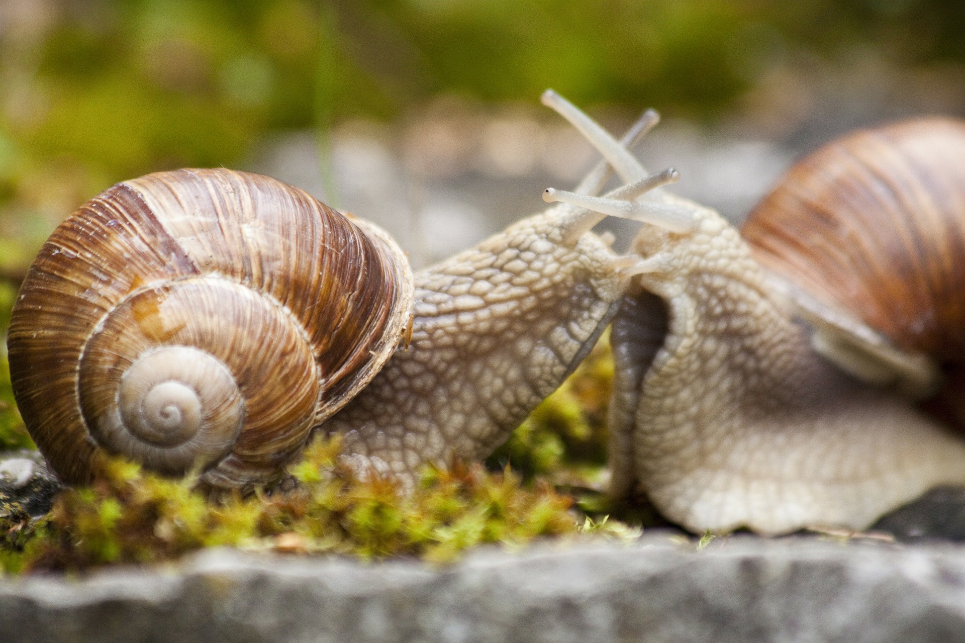 Snail couple photo
