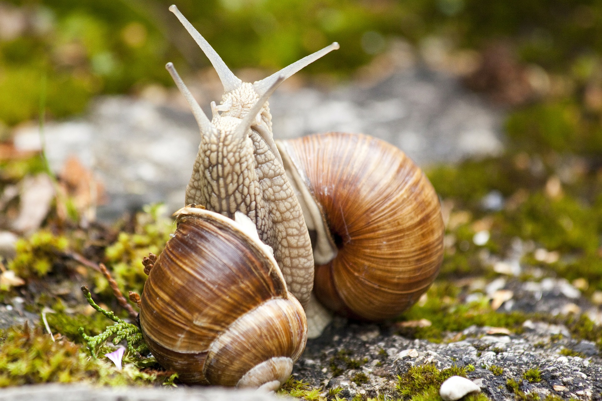Snail couple photo