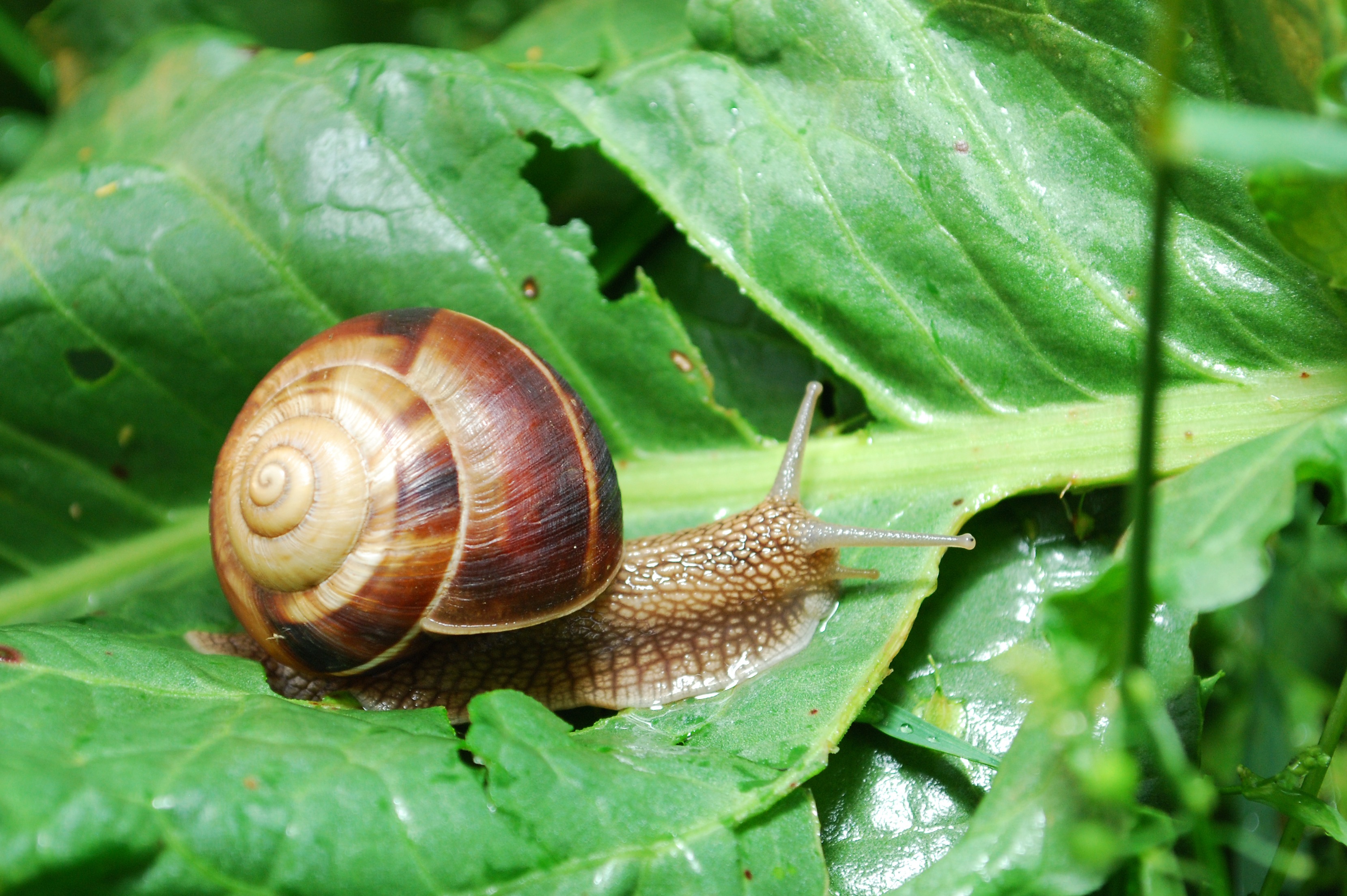 How to Naturally Keep Snails + Slugs Out of Your Garden (NO ...