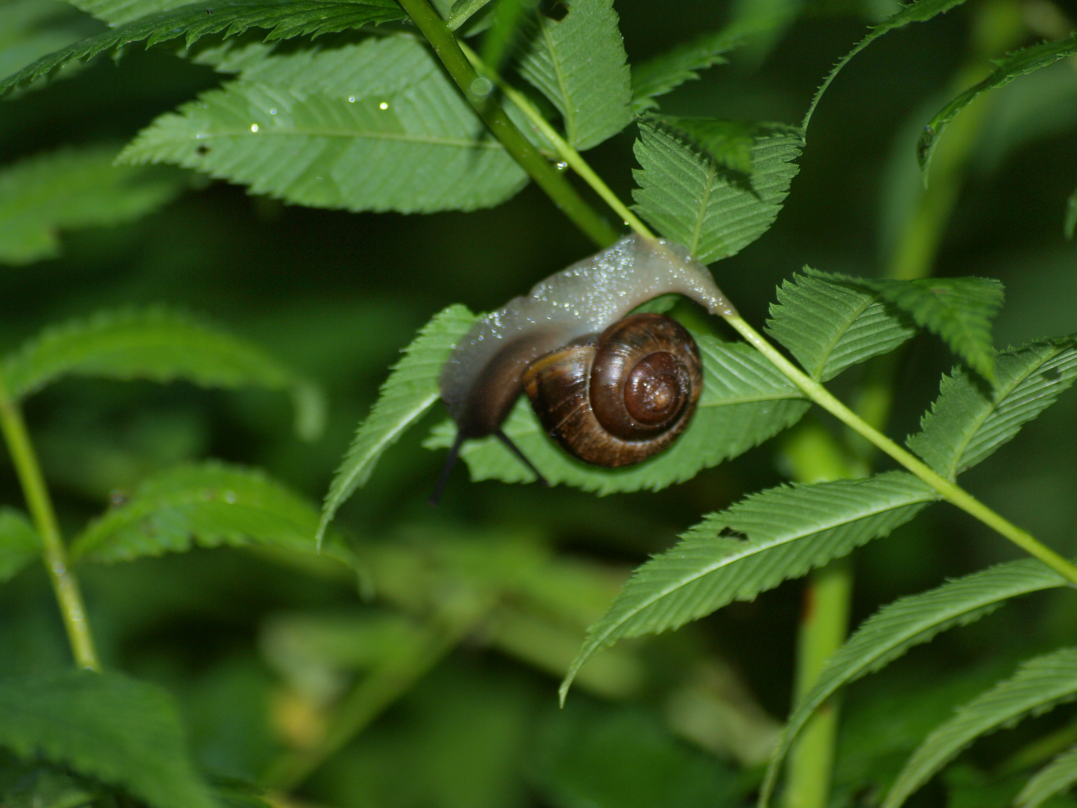 Snail in garden photo