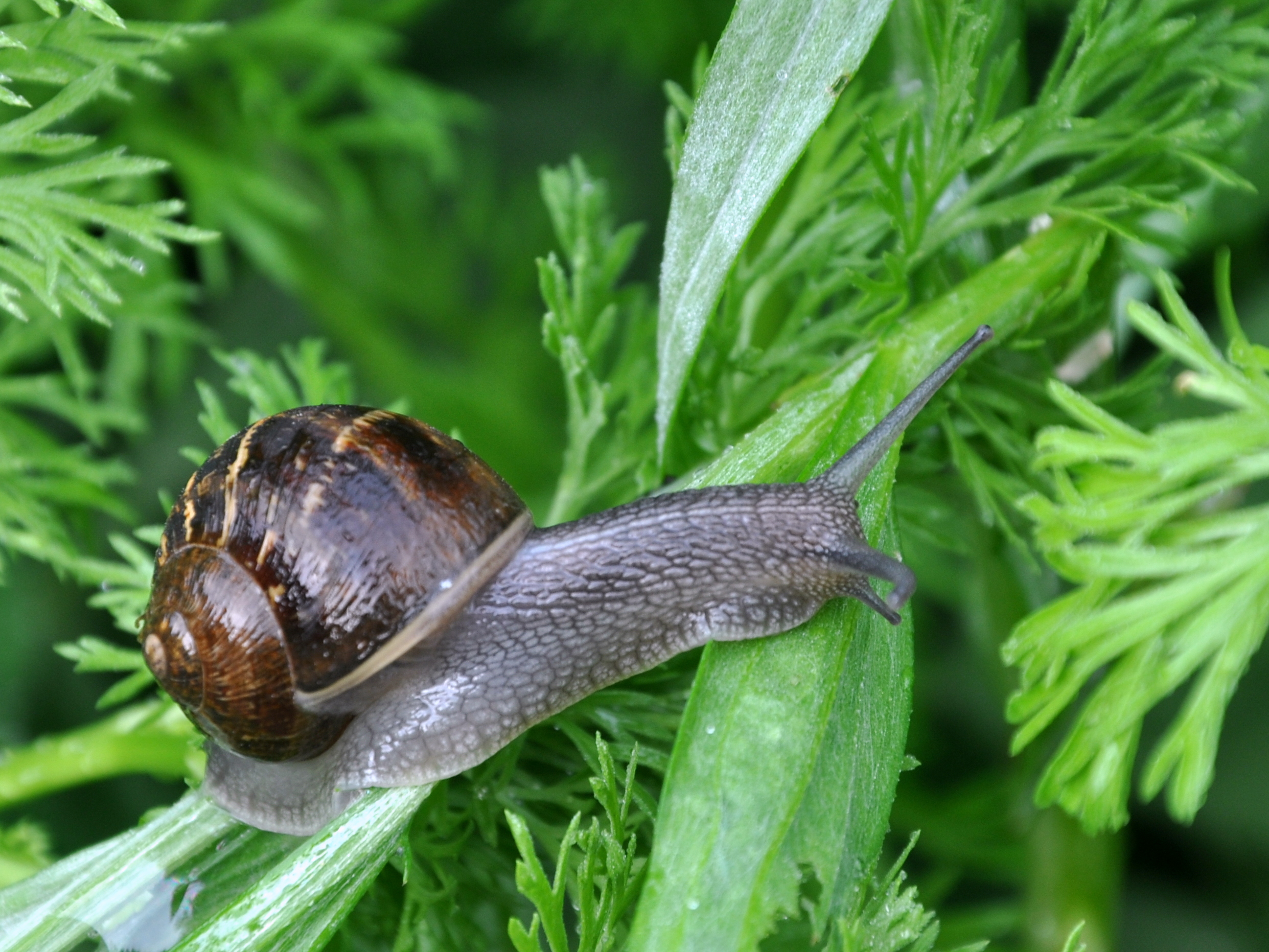Great Snails In Garden On Snail Brown Garden Helix Aspersa on Home ...
