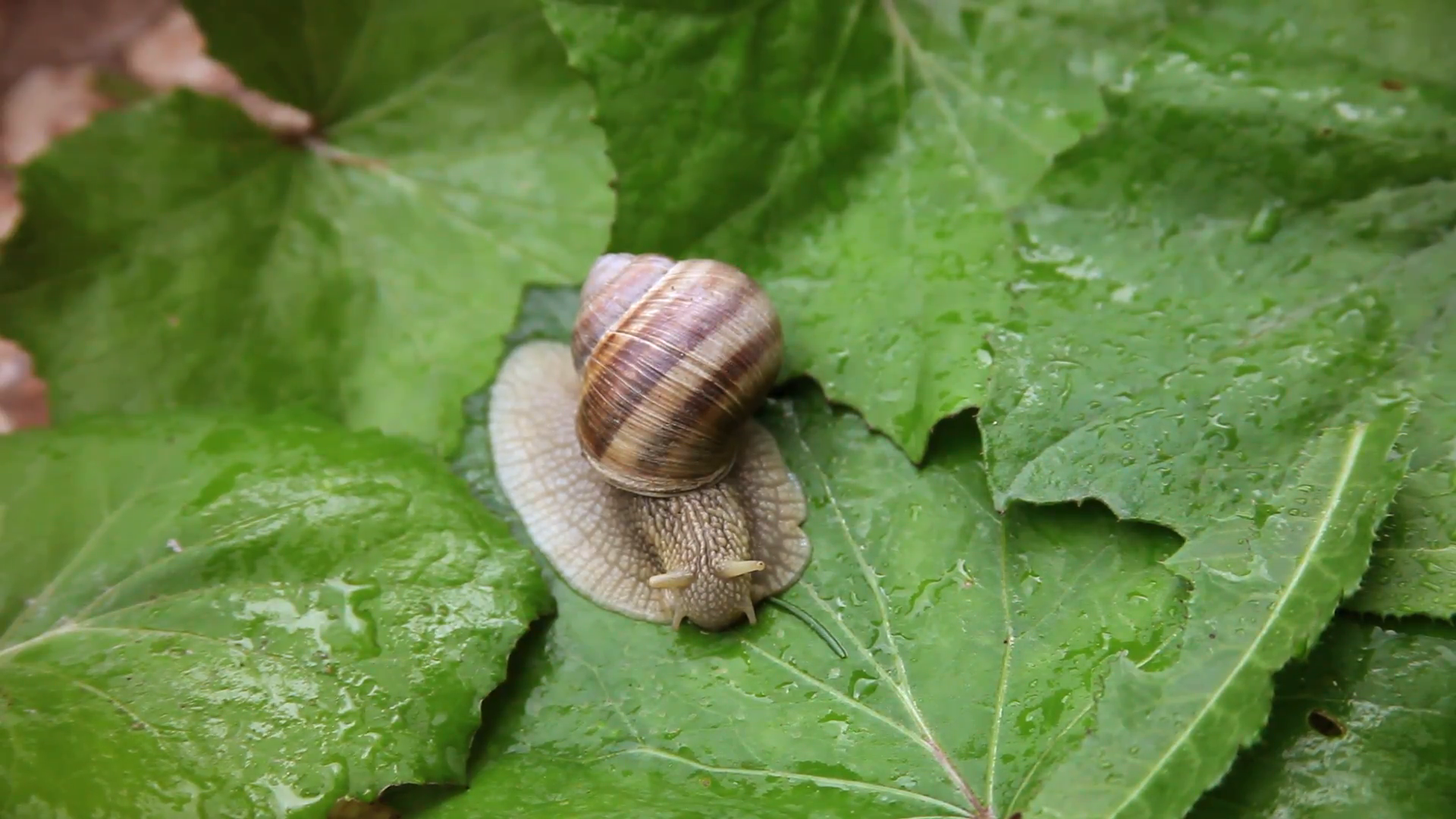 Land snail crawling, green leaves, pest, garden, mollusk eating ...