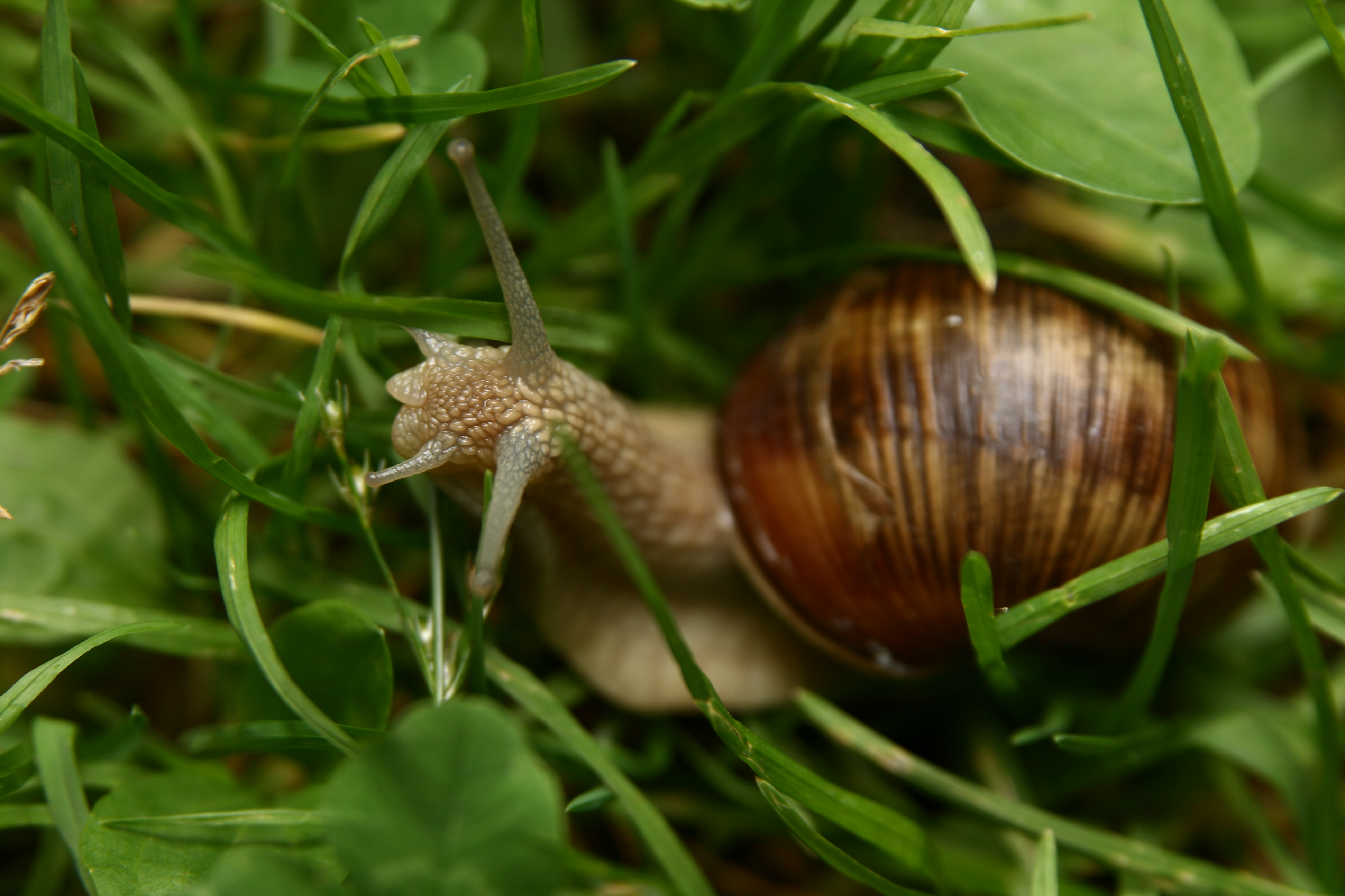 Snail in grass • meh.ro
