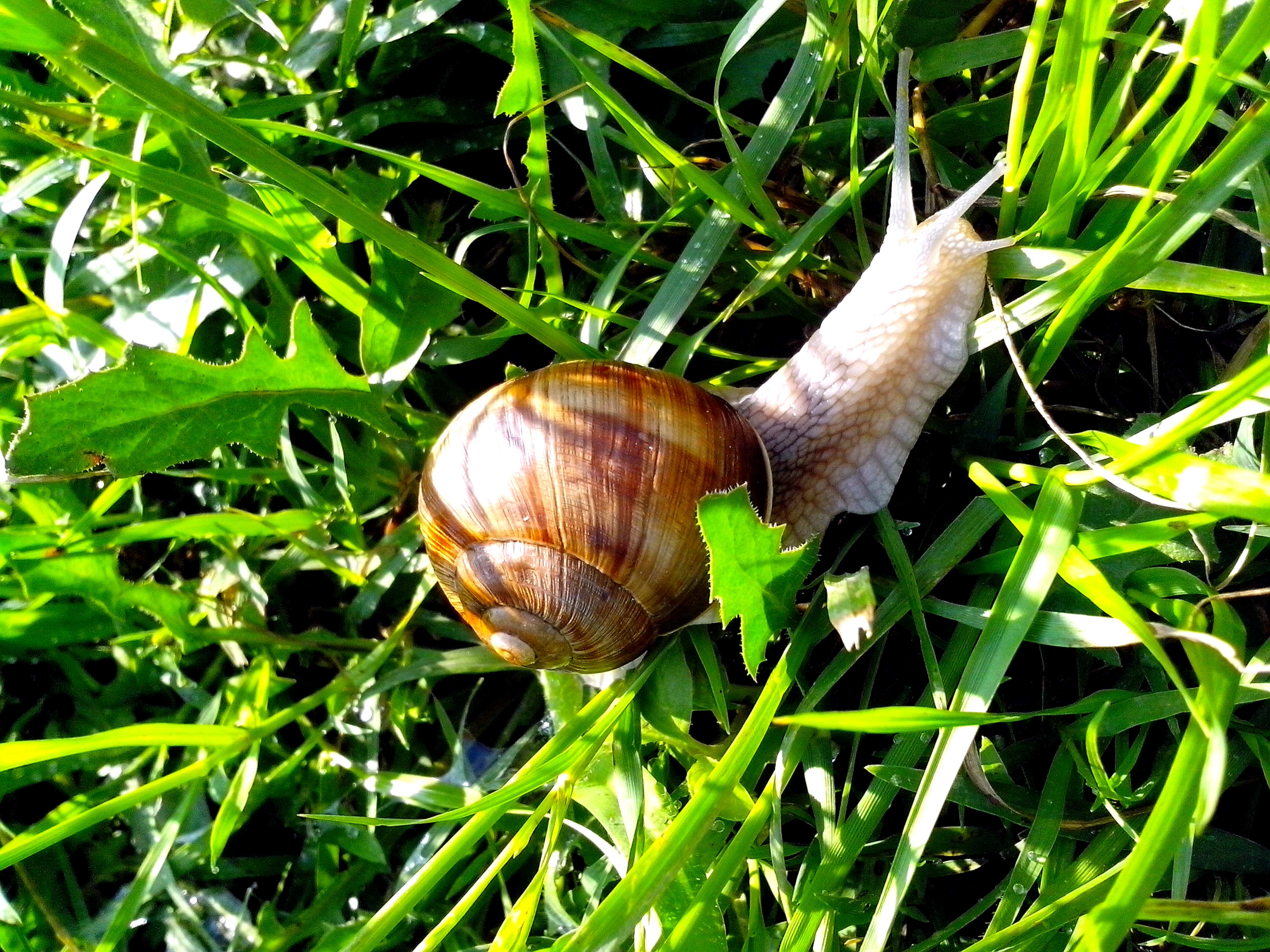 Free picture: snail, grass, leaves