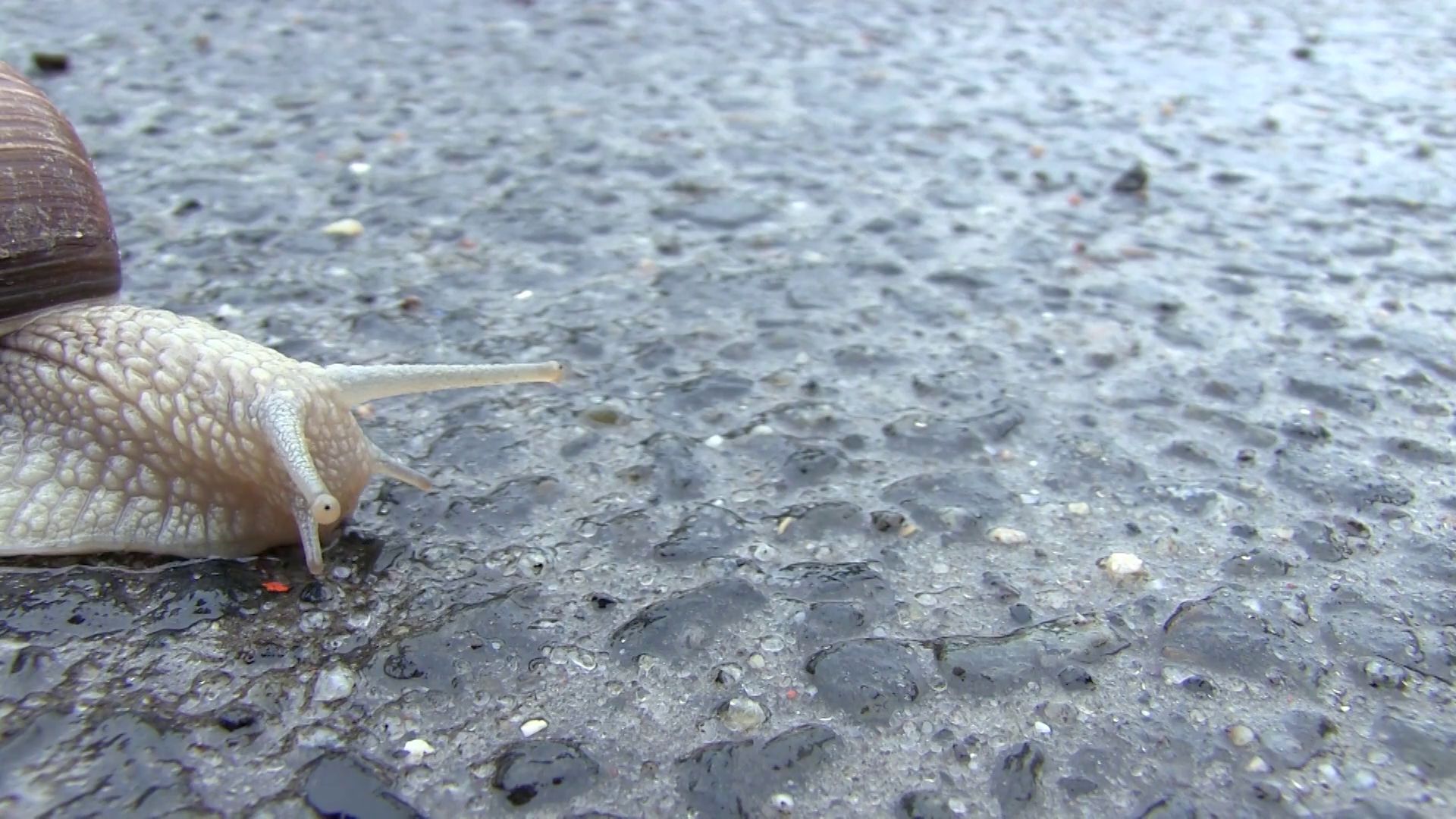 Snail On A Road. Snail Crosses the Street on Wet Asphalt After Rain ...