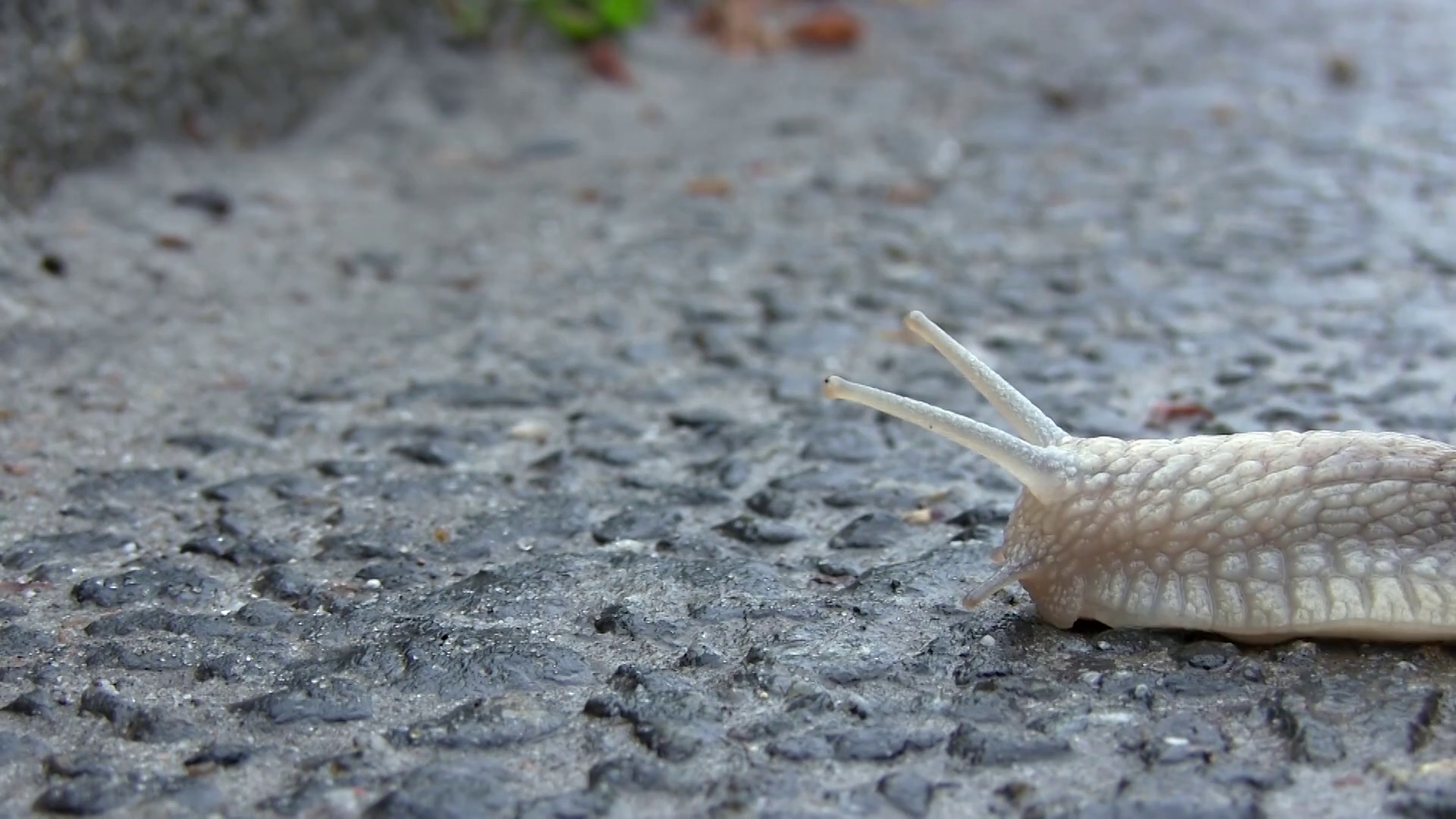 Snail Crosses the Street on Wet Asphalt After Rain. Macro of ...