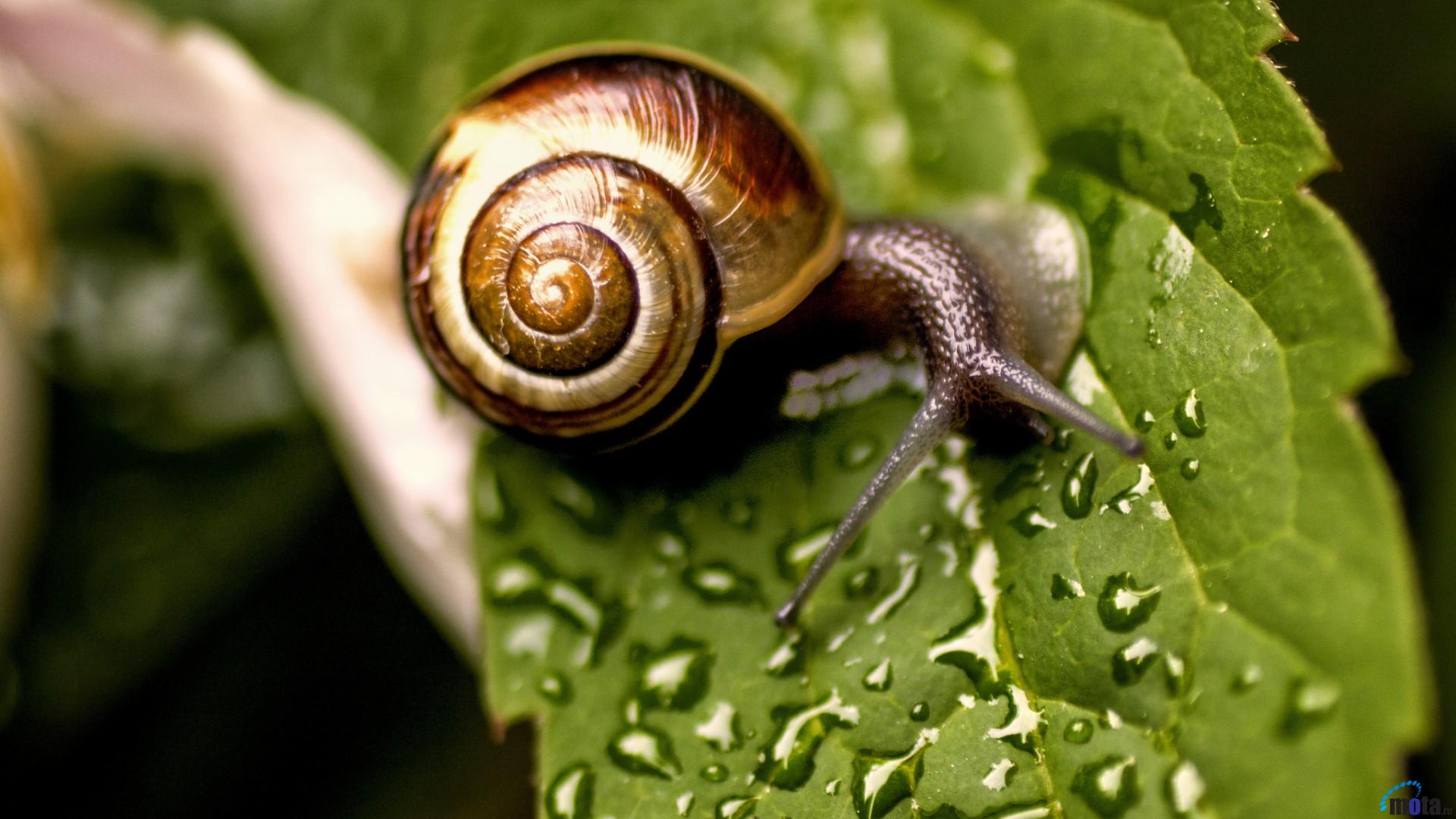 Snail On Leaf High Definition Wallpaper 20421 - Baltana