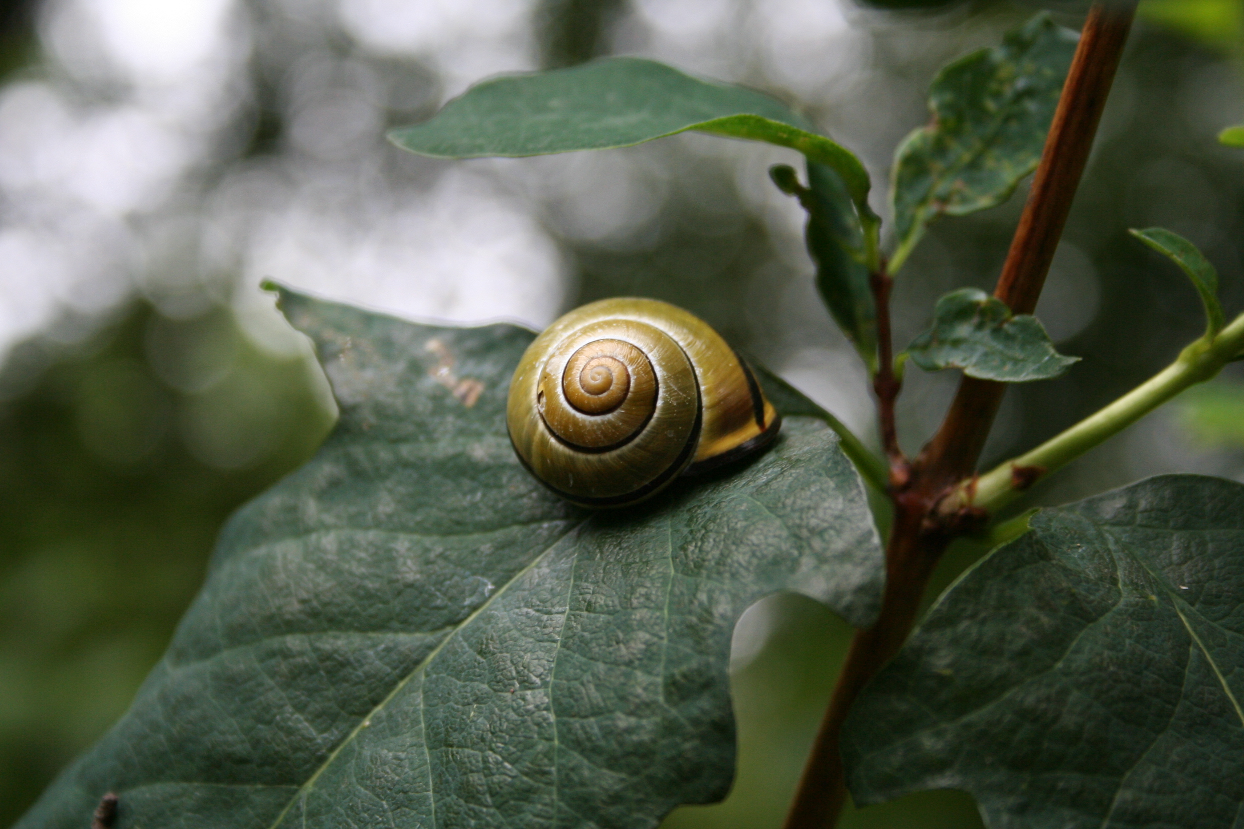 File:Snail on a leaf.jpg - Wikimedia Commons