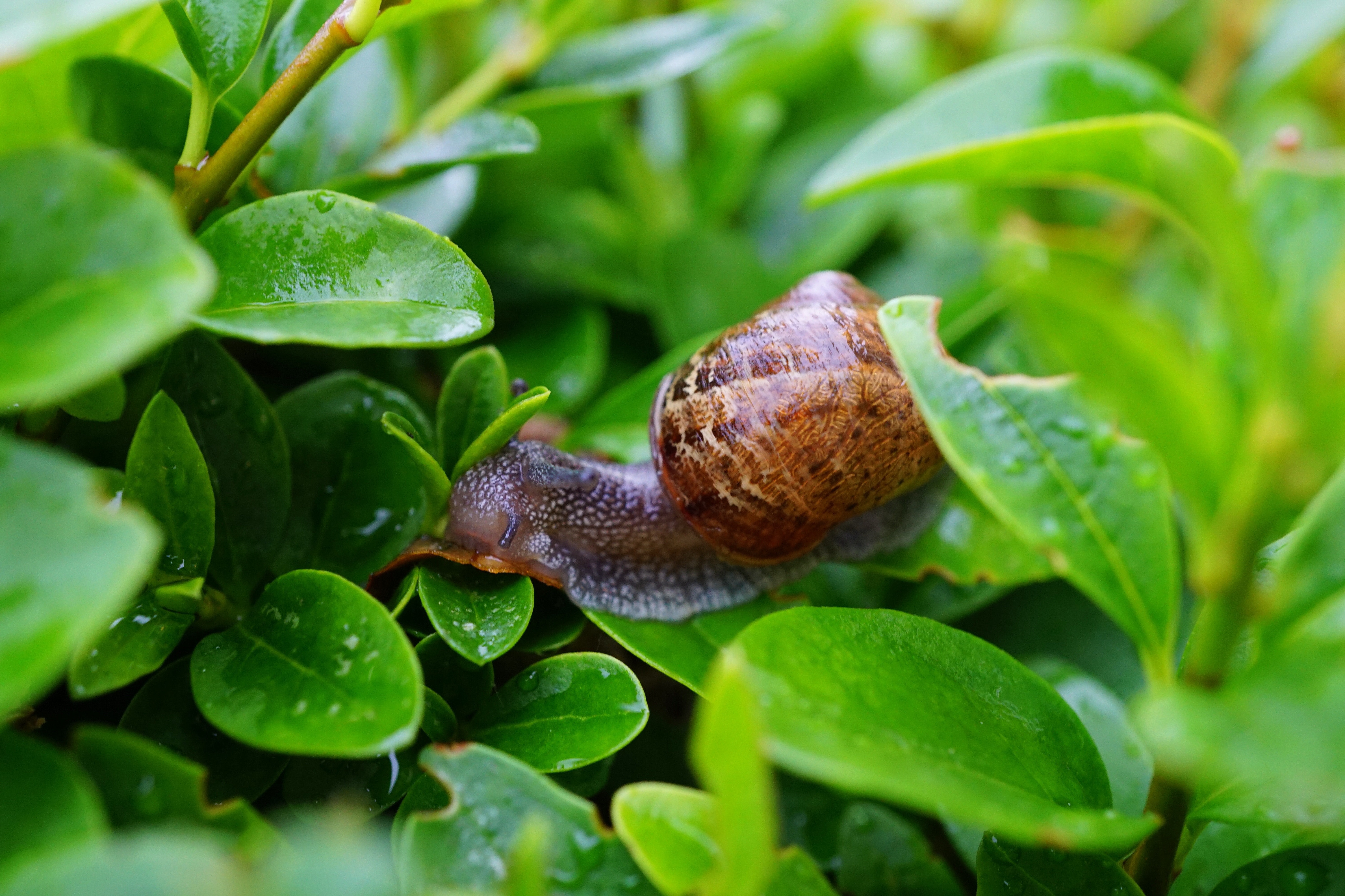 Snail on Green Leaf in Close Up Photography · Free Stock Photo