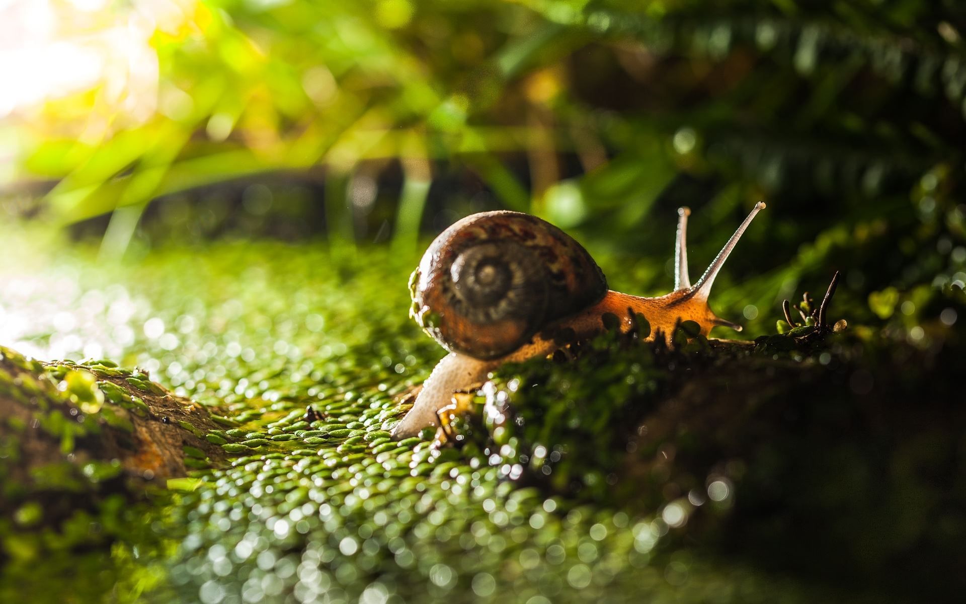 Snail HD Wallpapers and Backgrounds | HD Wallpapers | Pinterest ...